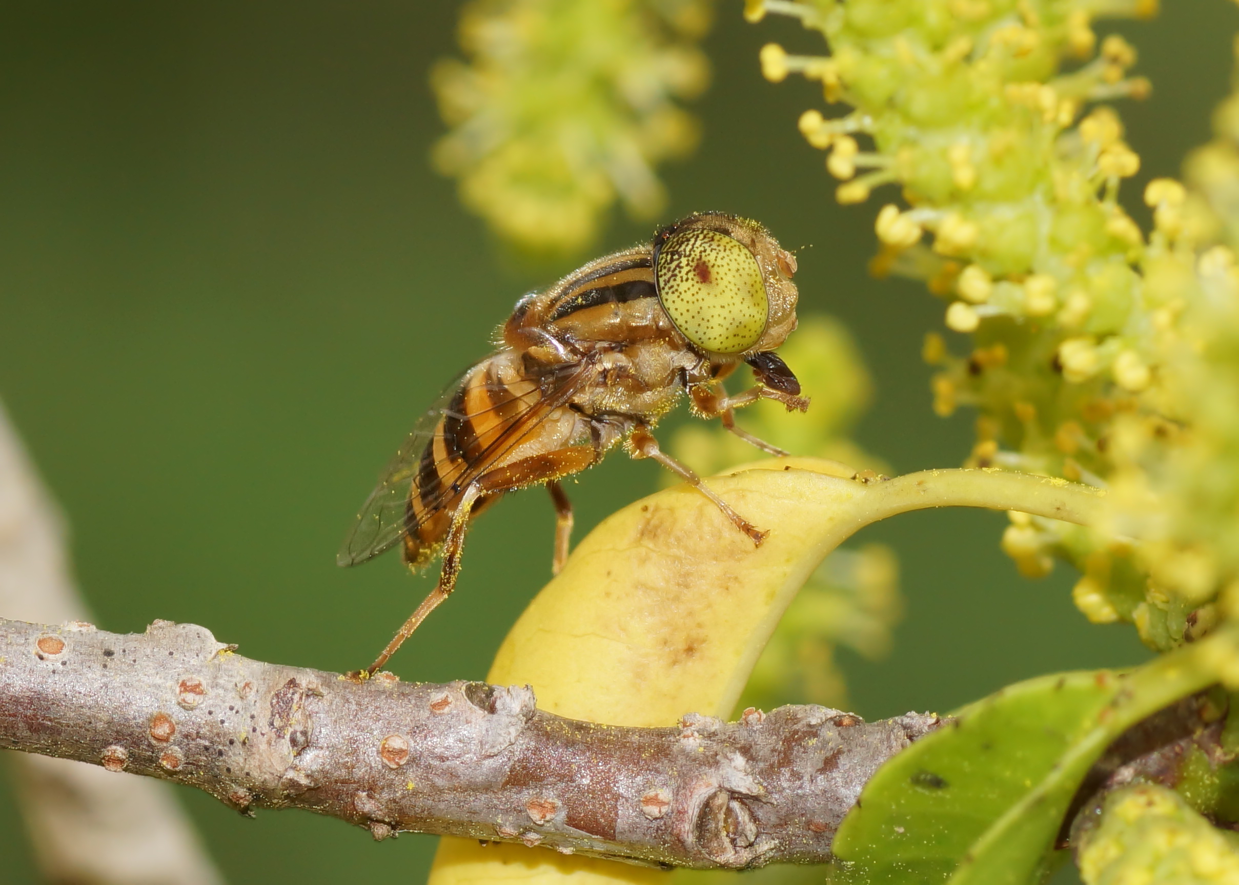 Eristalinus quinquestriatus 02840