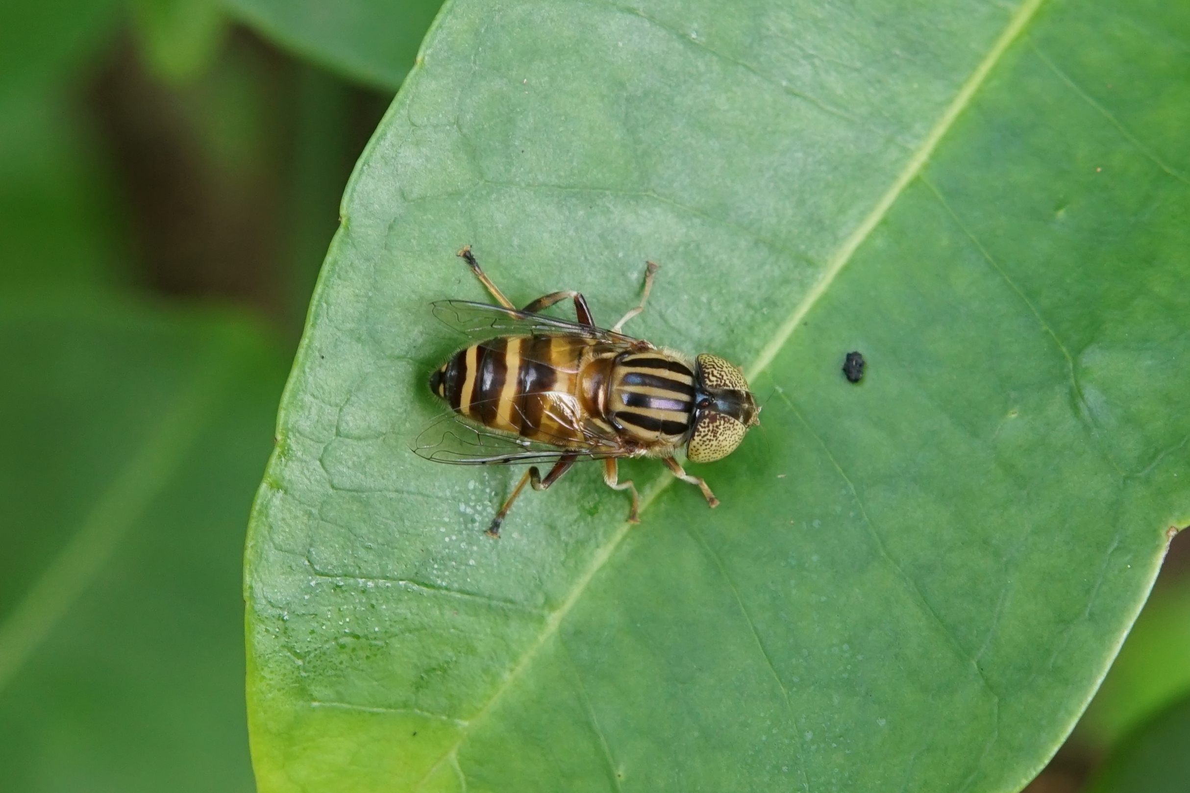 Eristalinus quinquestriatus 04535