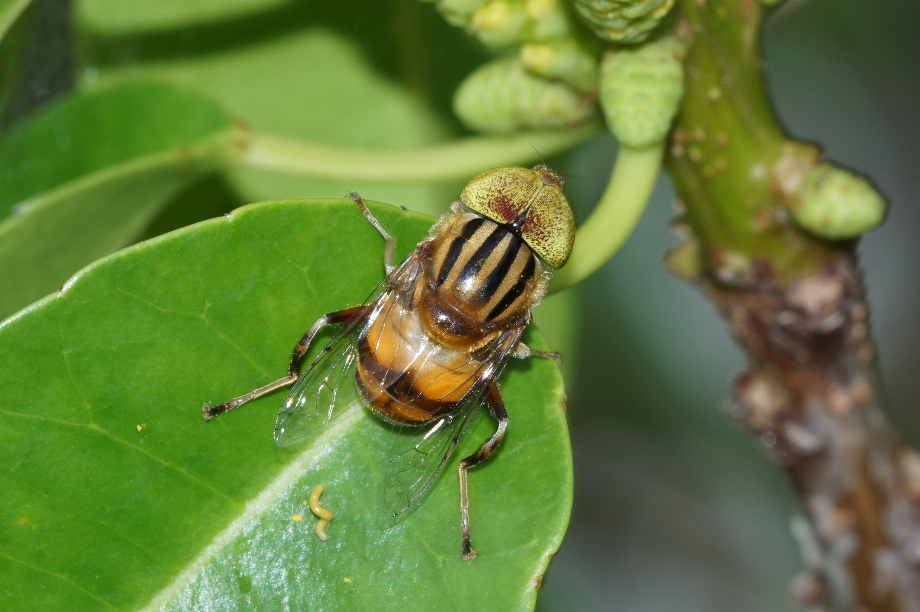 Eristalinus quinquestriatus 05050