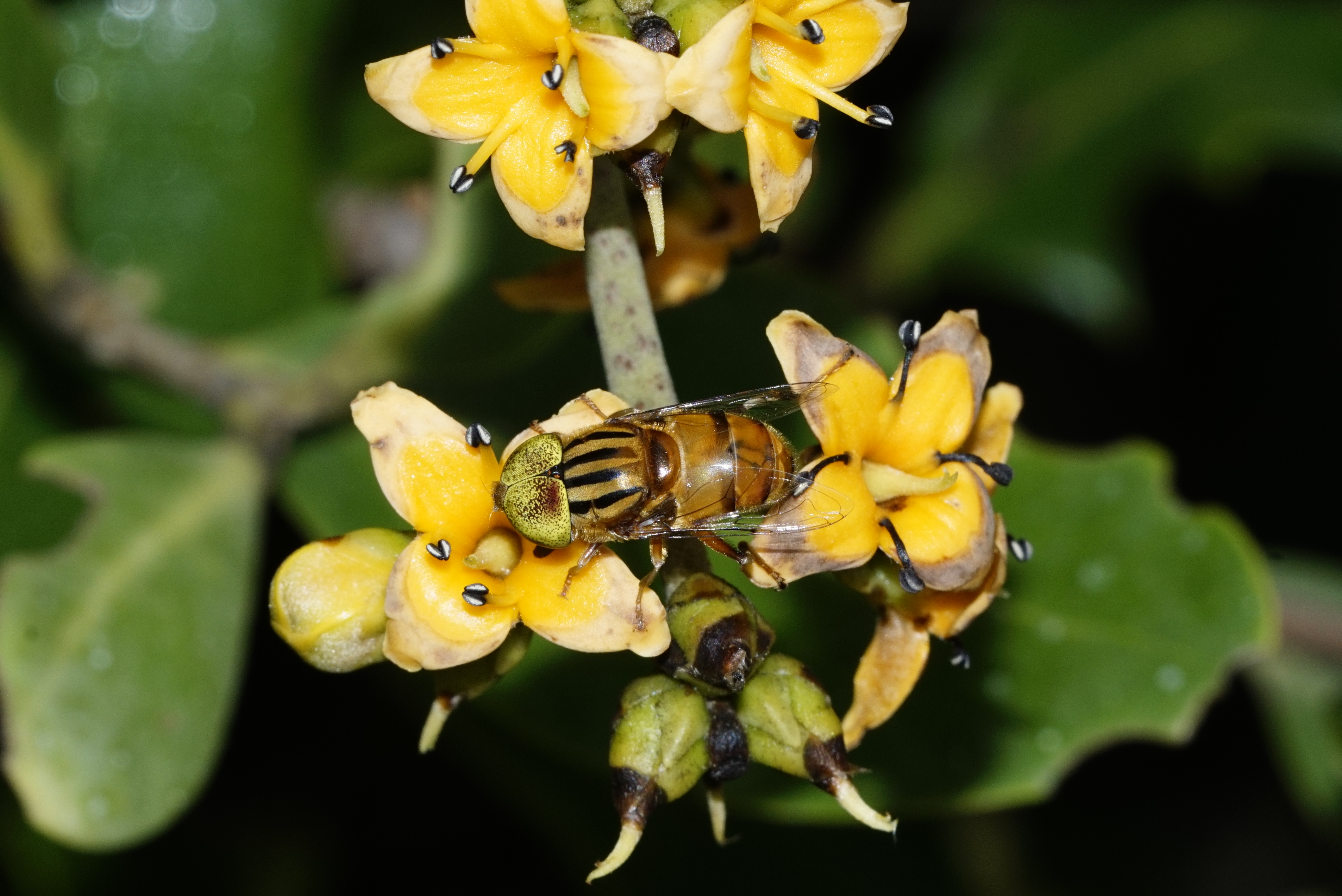 Eristalinus quinquestriatus 1783