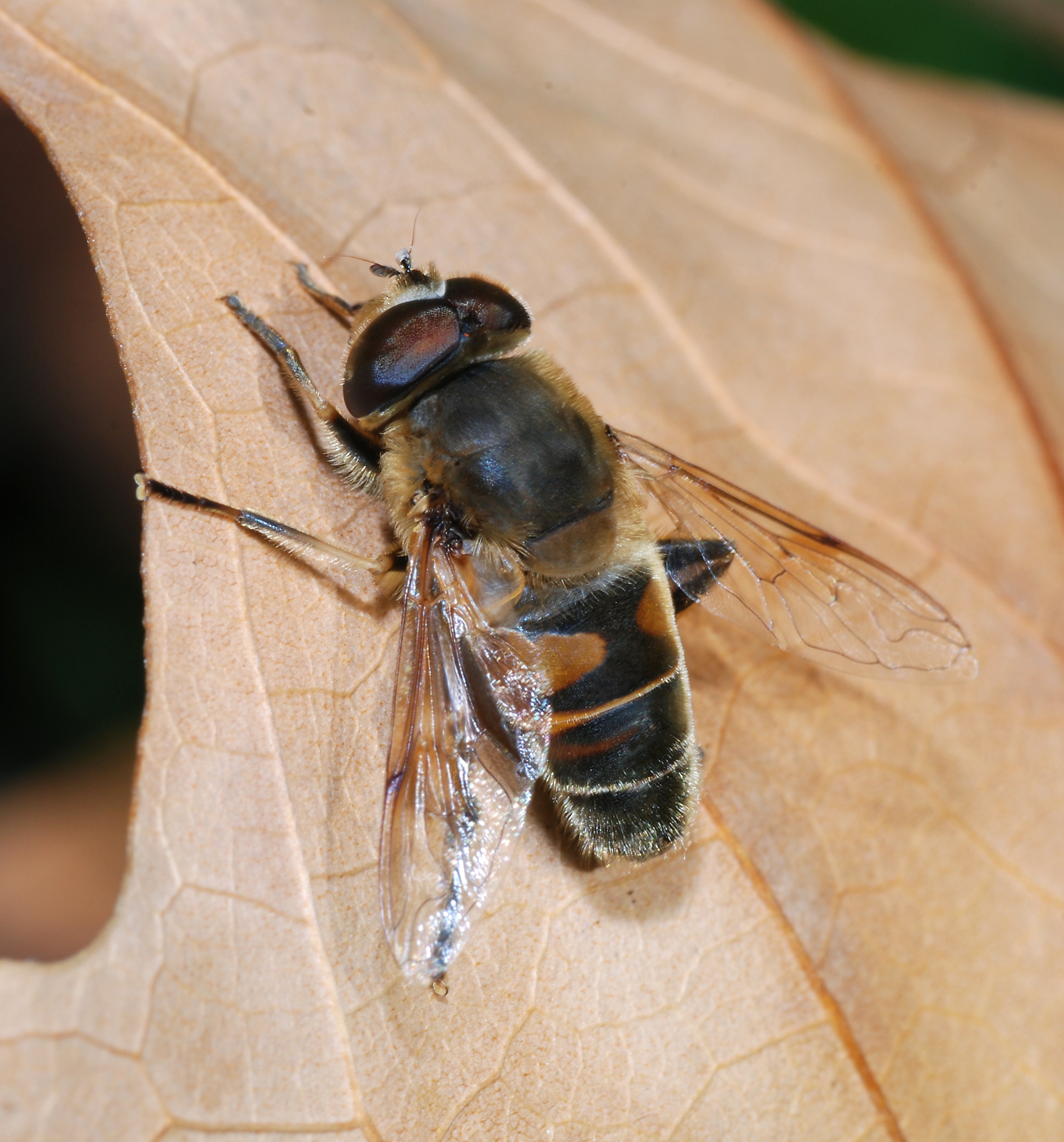 Eristalis 2007-2