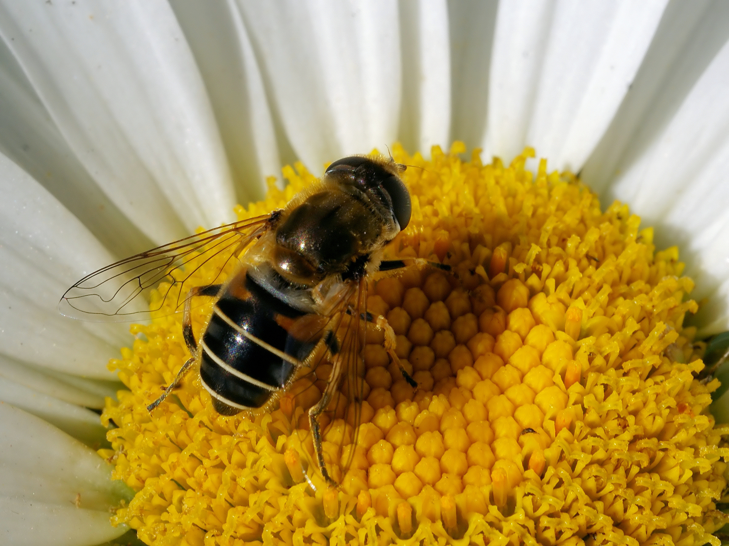 Eristalis arbustorum 2