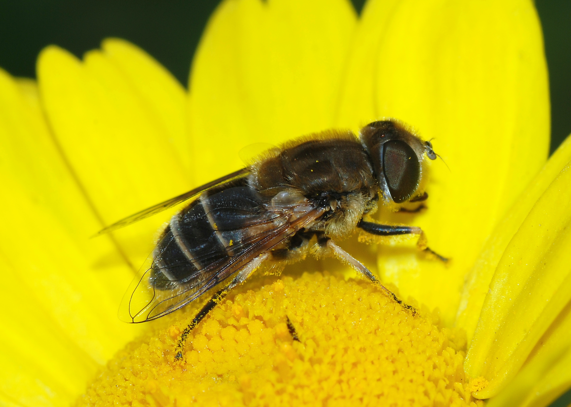 Eristalis March 2008-1