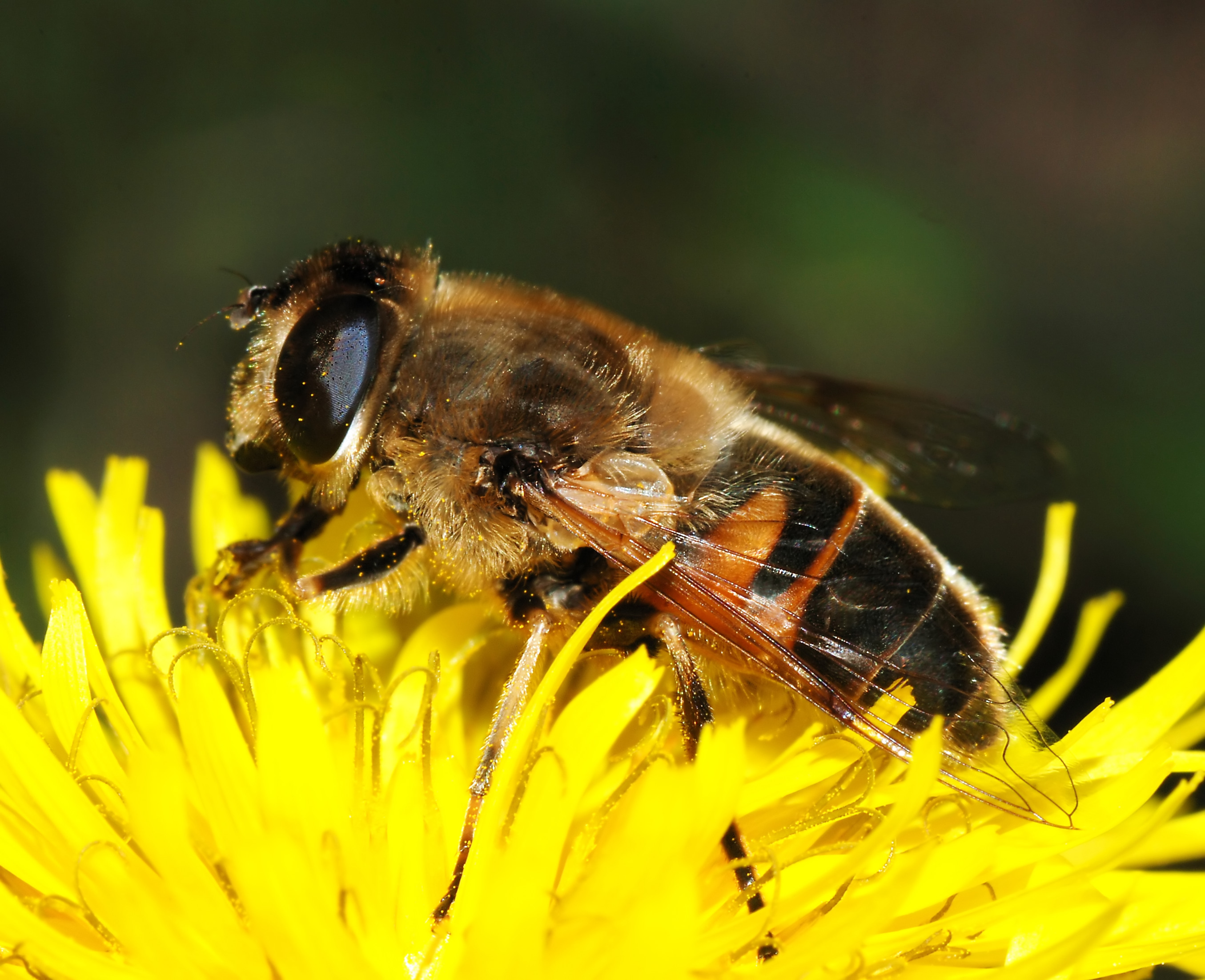 Eristalis November 2007-2