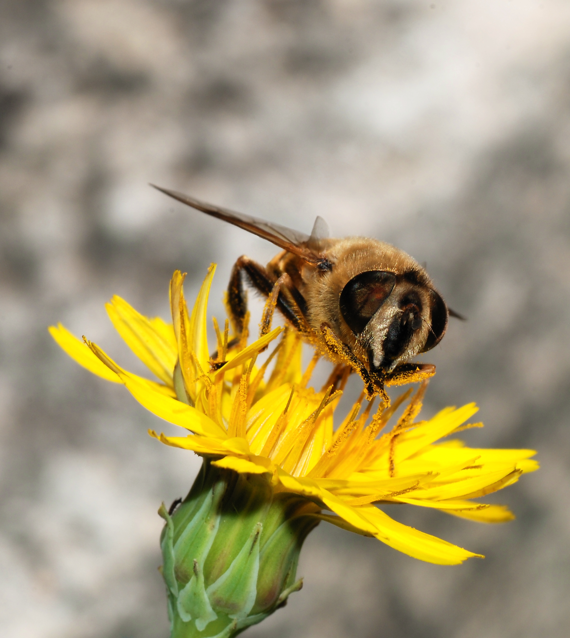Eristalis October 2007-1