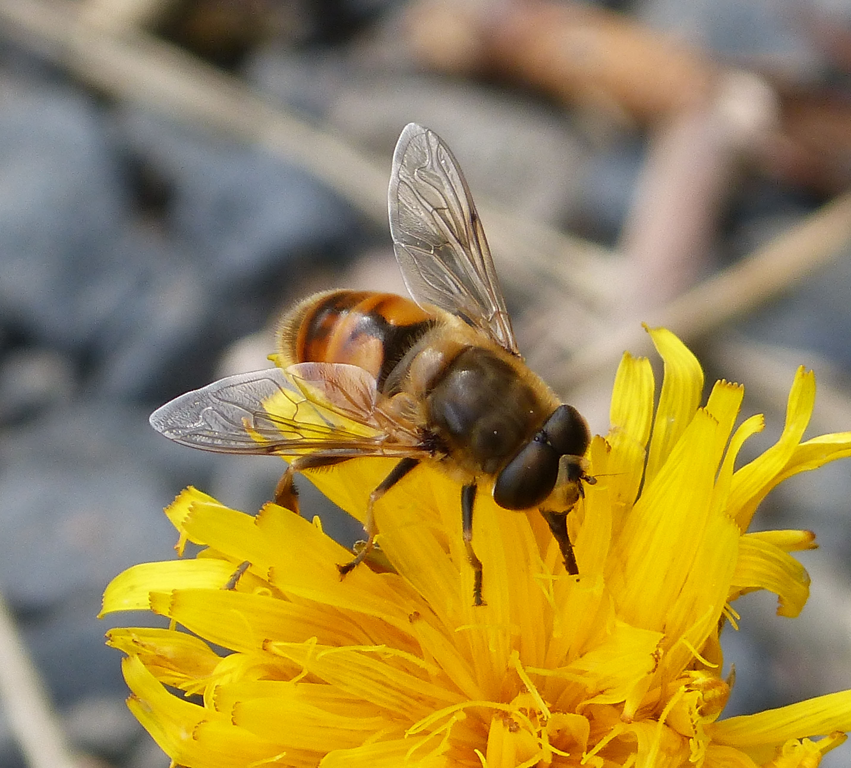 Eristalis species (1) (16076628230)