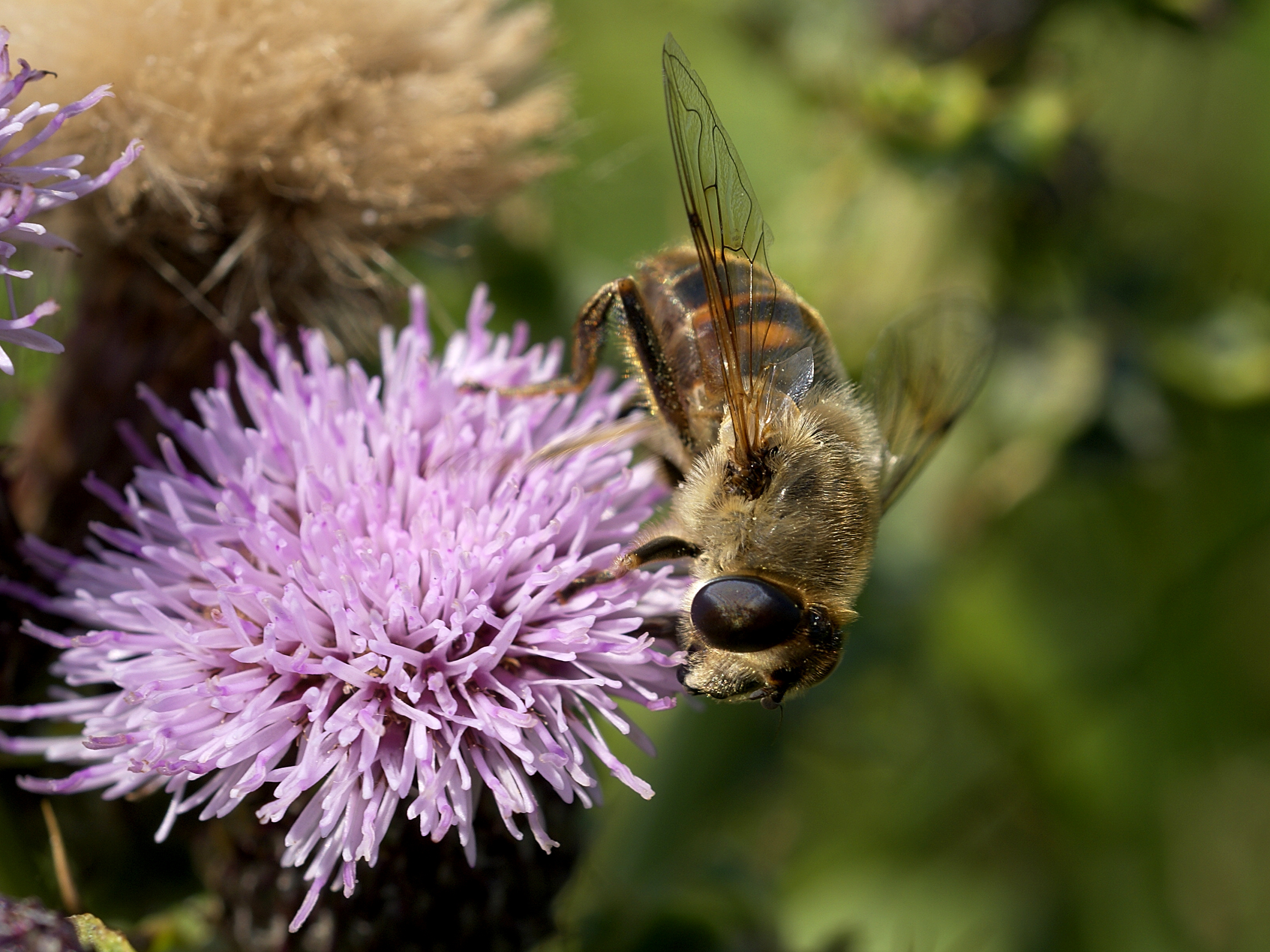 Eristalis tenax on Cirsium arvense