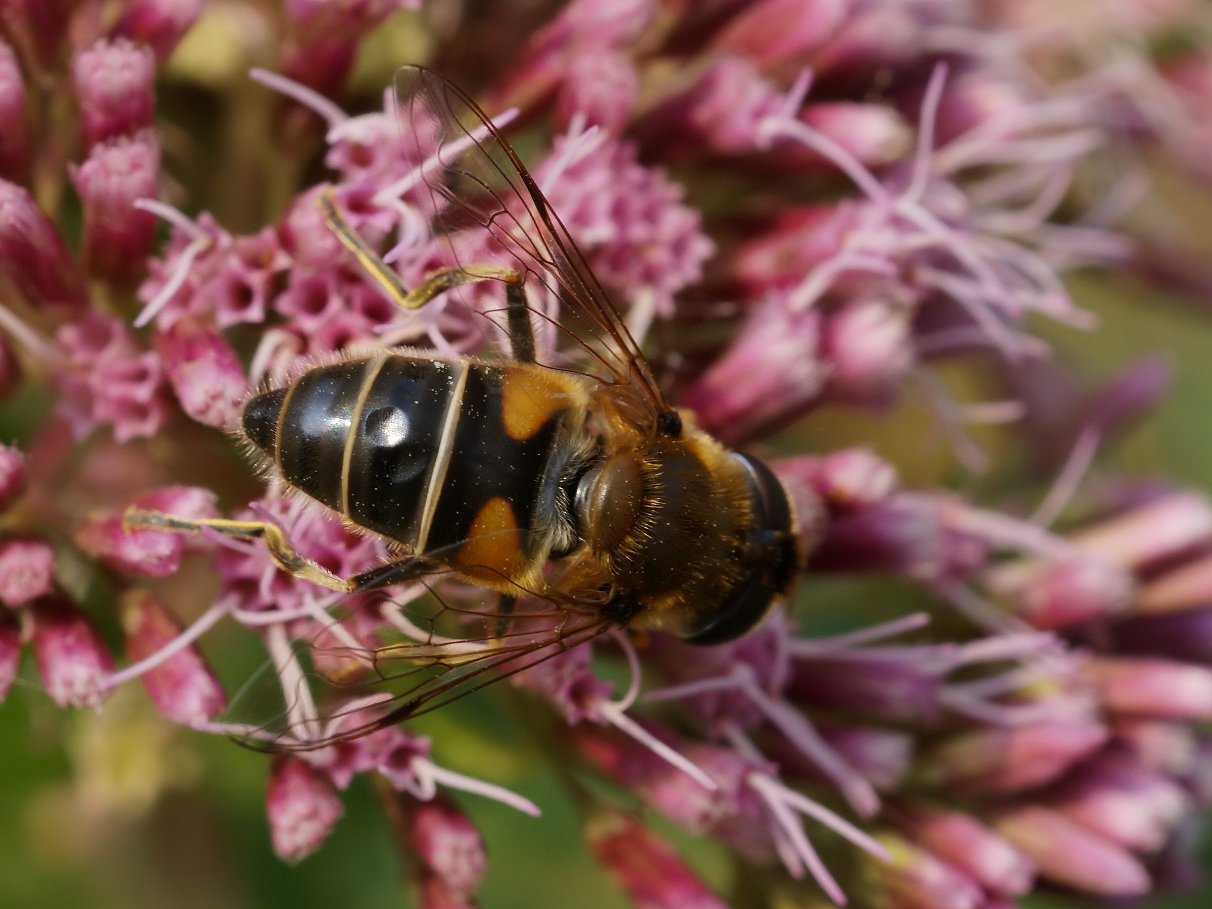 Eristalis tenax on Eupatorium cannabinum