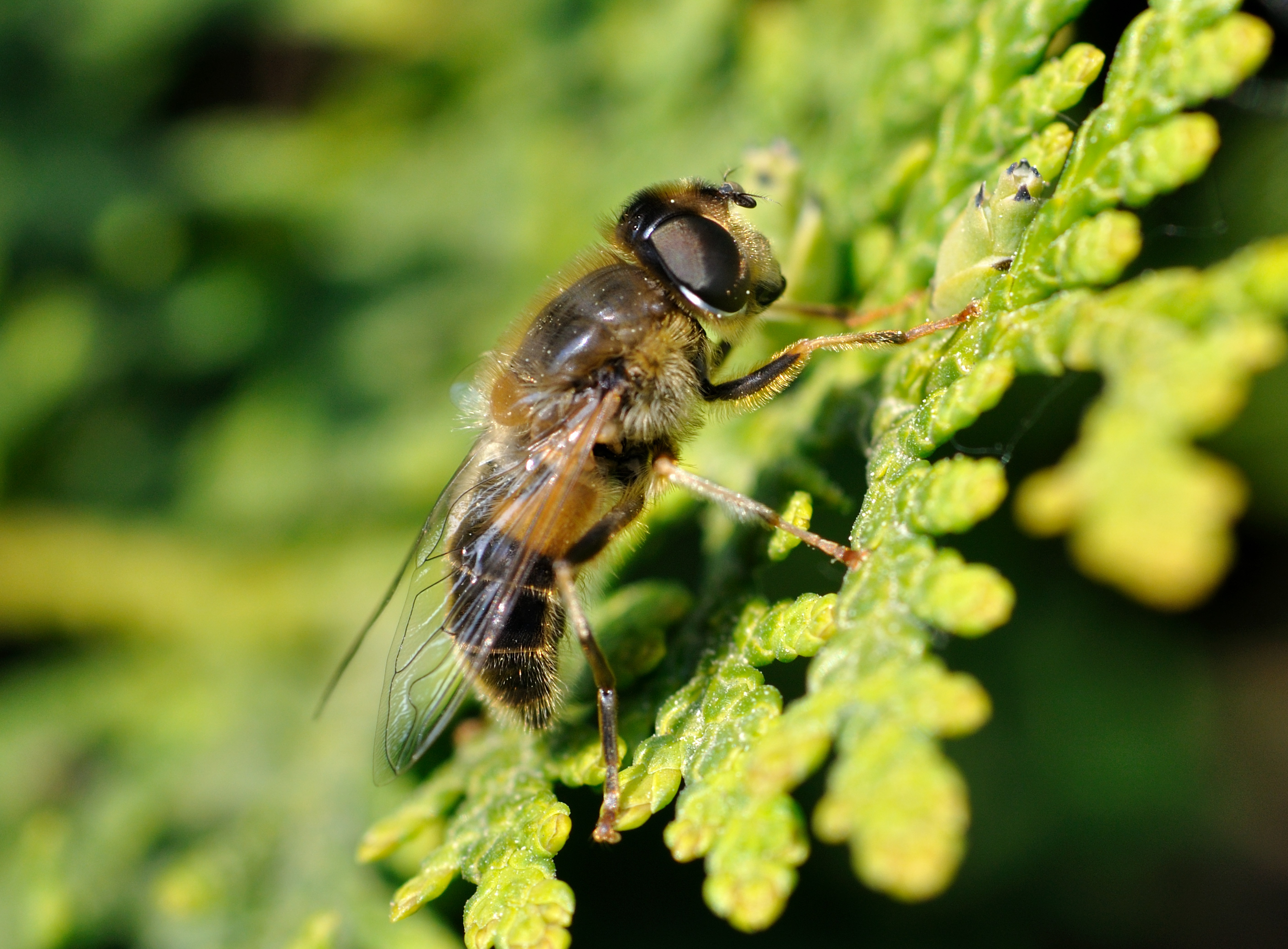 Eristalis tenax qtl1