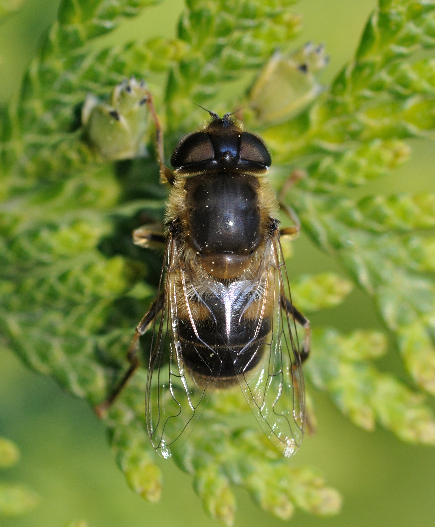 Eristalis tenax qtl2