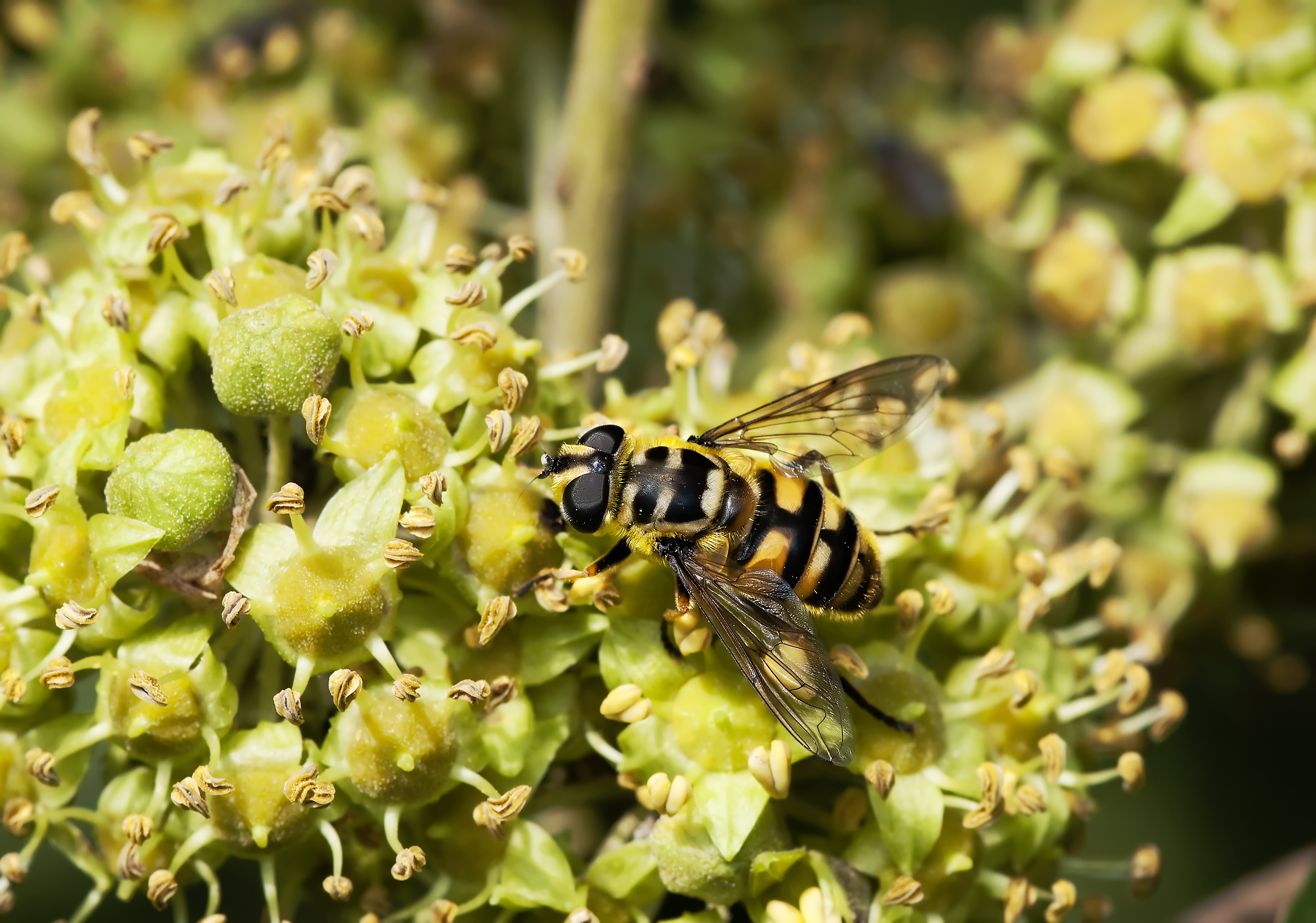 Eristalis tenax slo