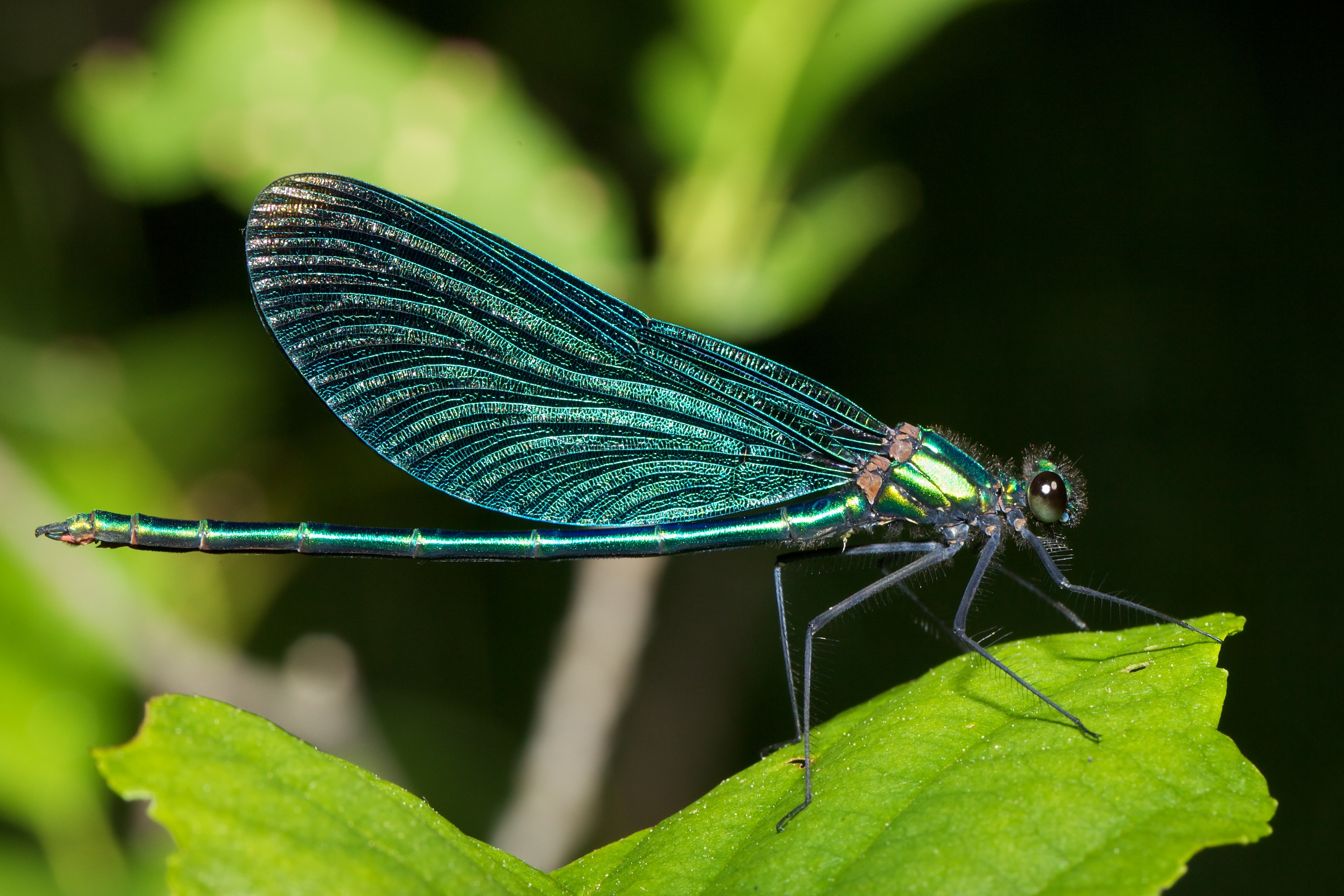 Ernst Vikne - Beautiful Demoiselle (by-sa)