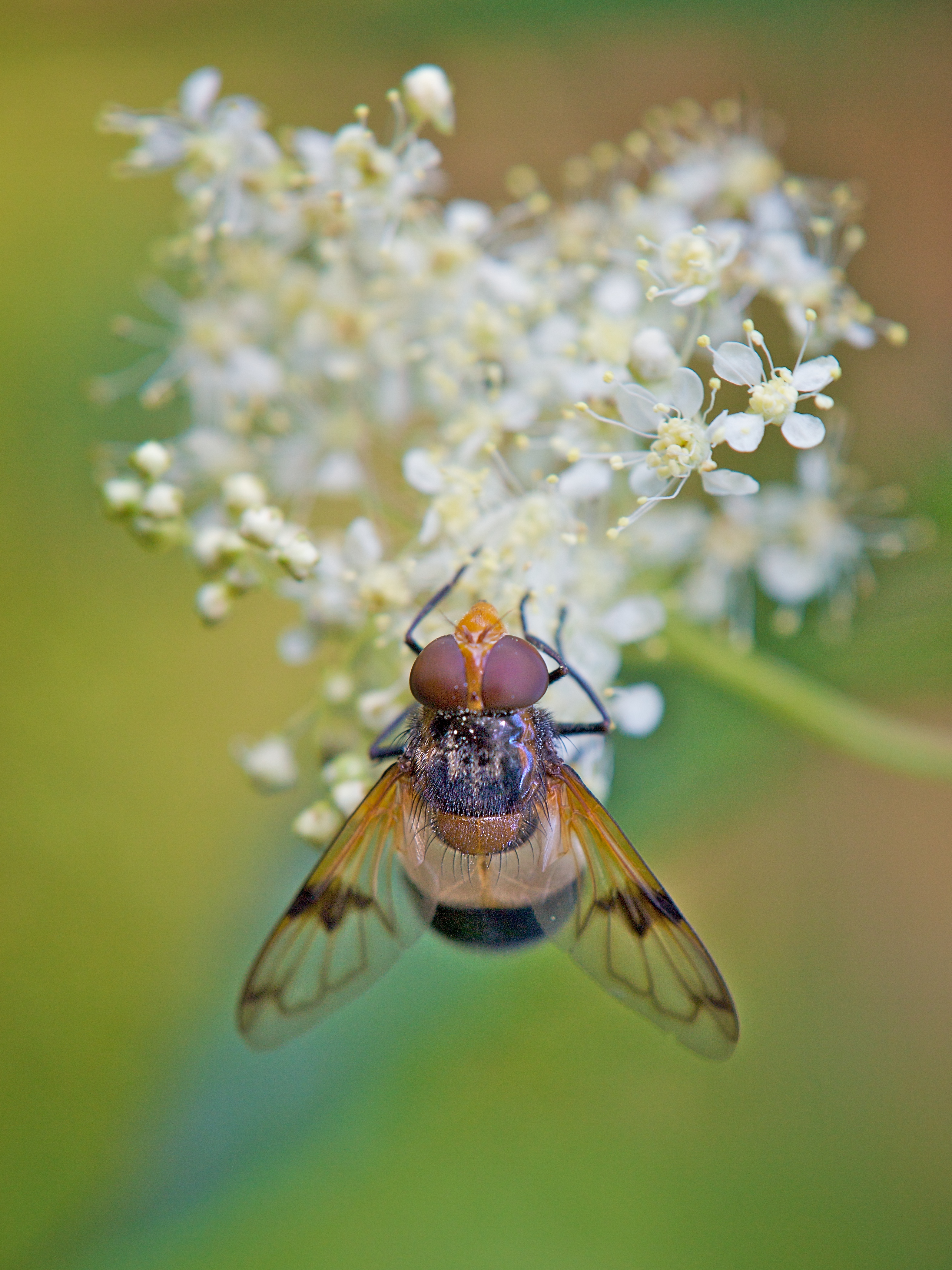 Ernst Vikne - Brown fly (by-sa)