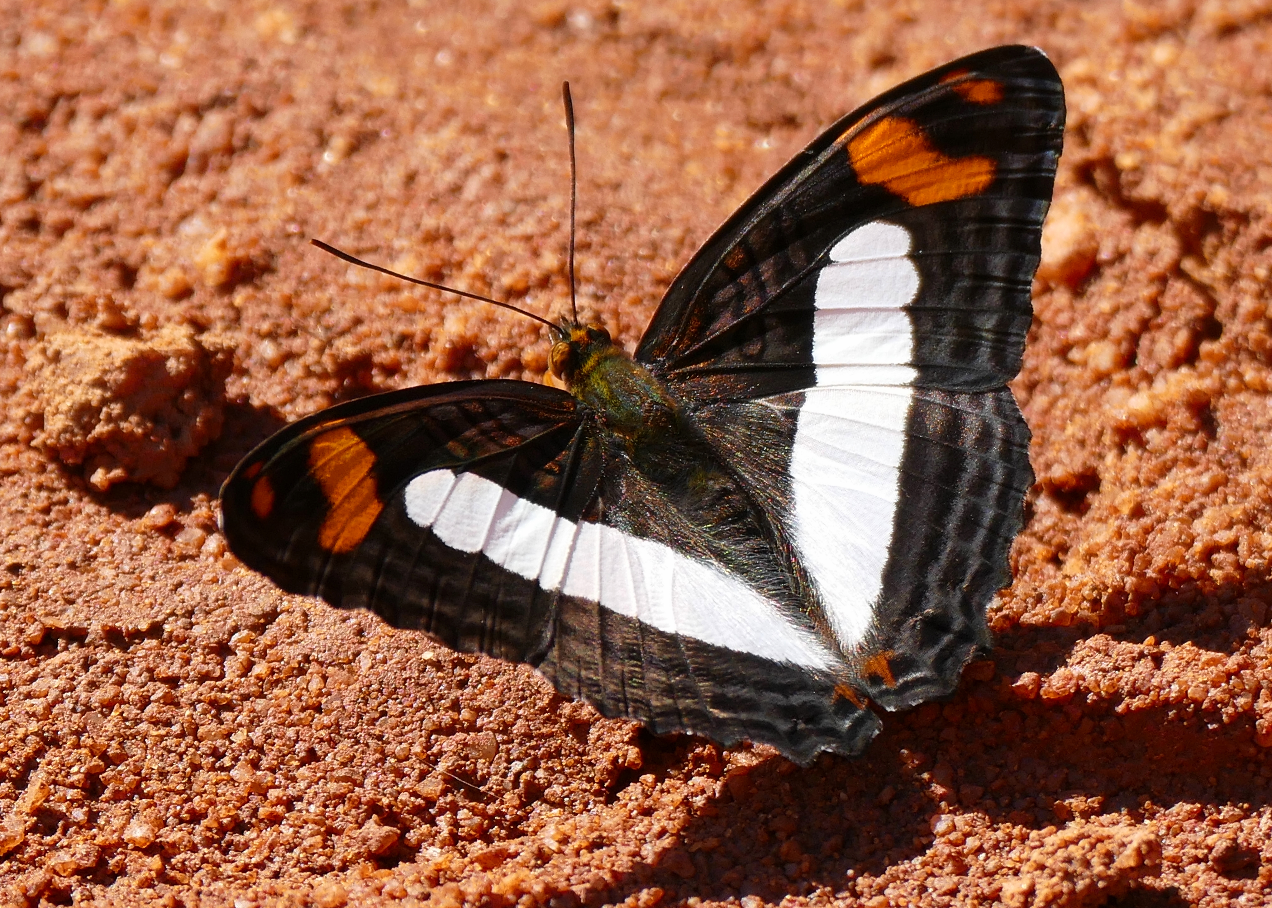 Erotia Sister (Adelpha erotia) (27568489734)
