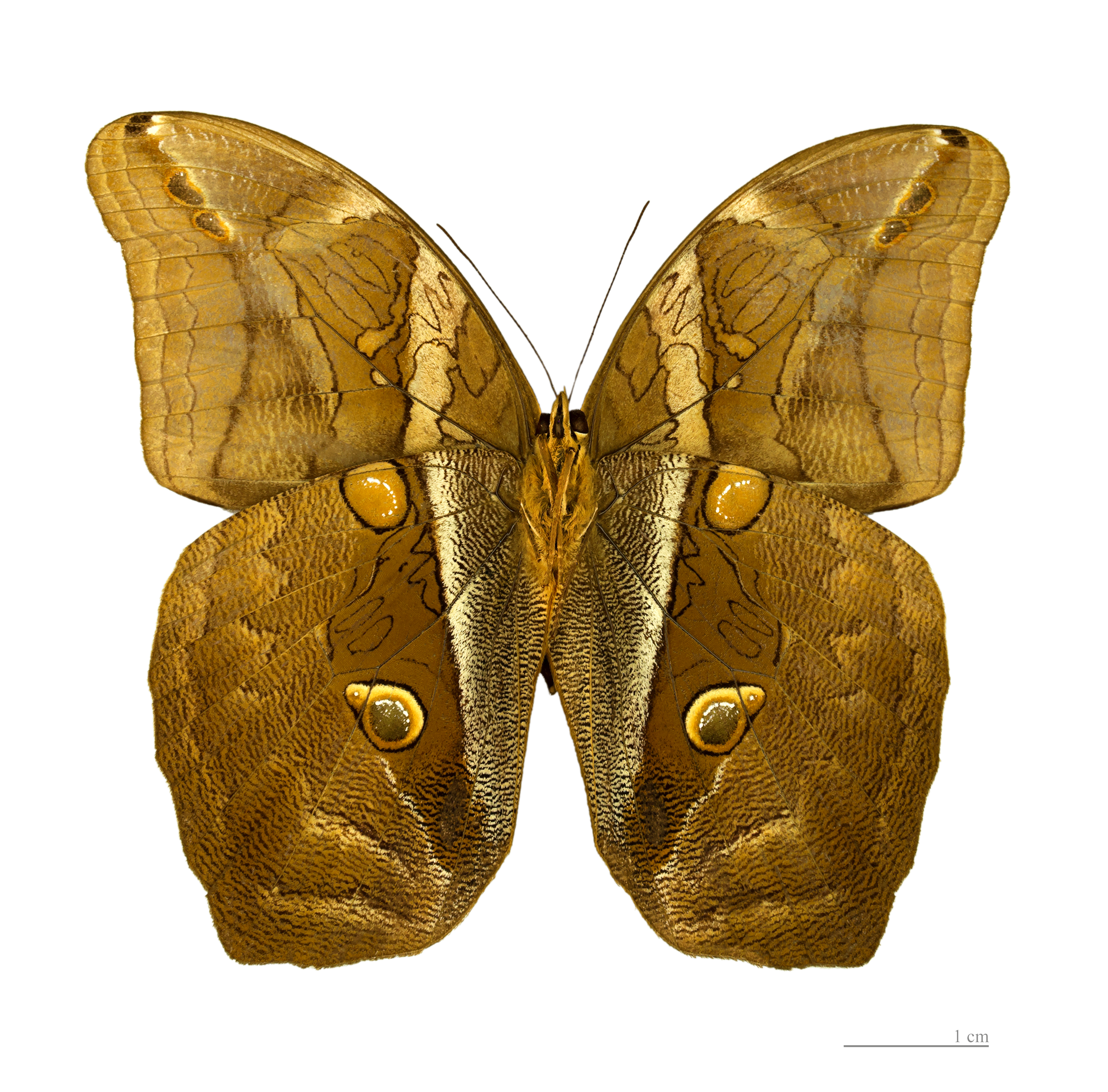 Eryphanis automedon MHNT male ventre