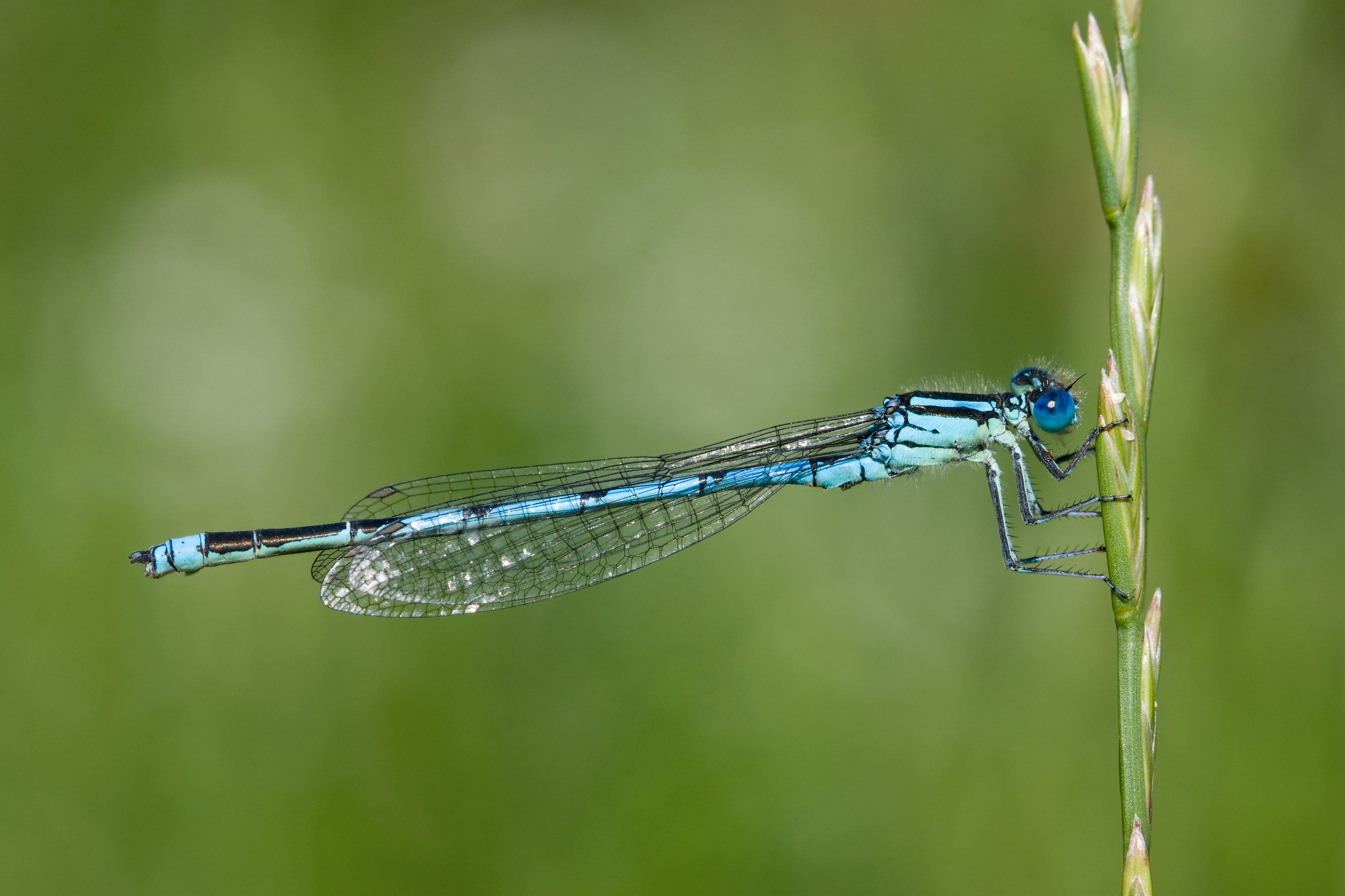 Erythromma lindenii 1(loz)