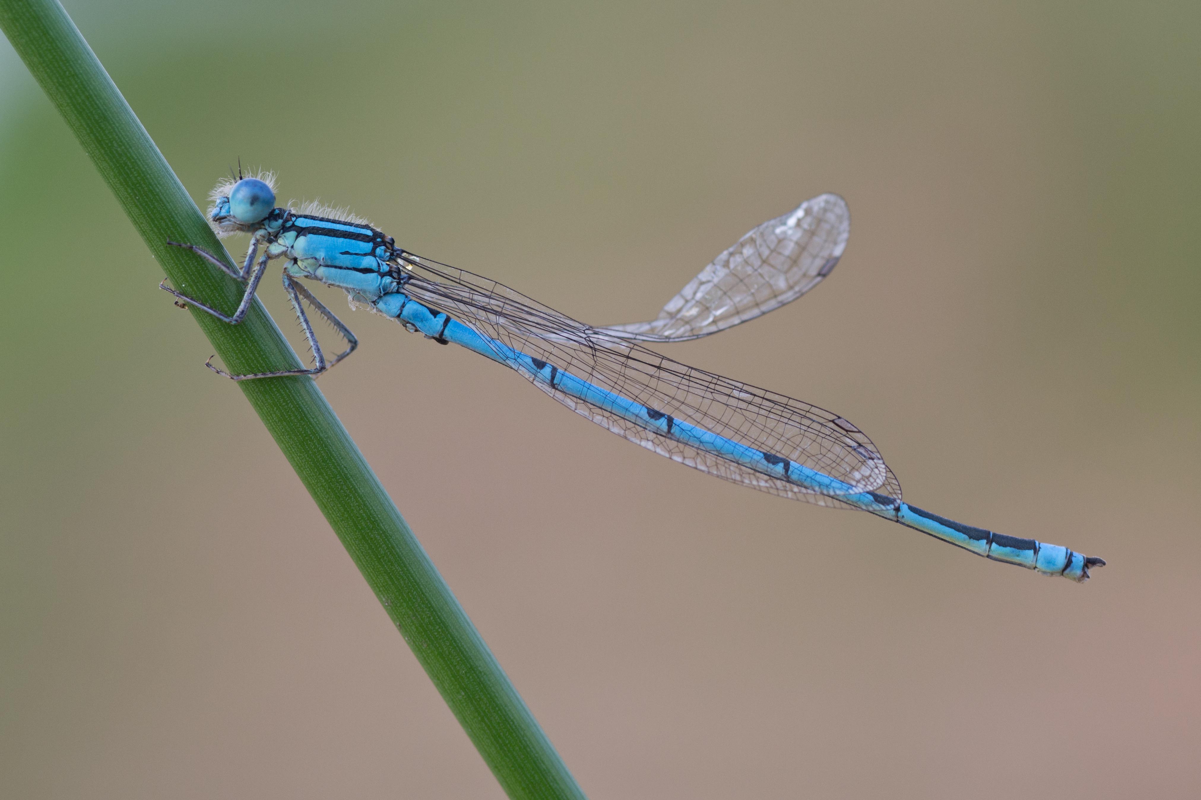 Erythromma lindenii 2