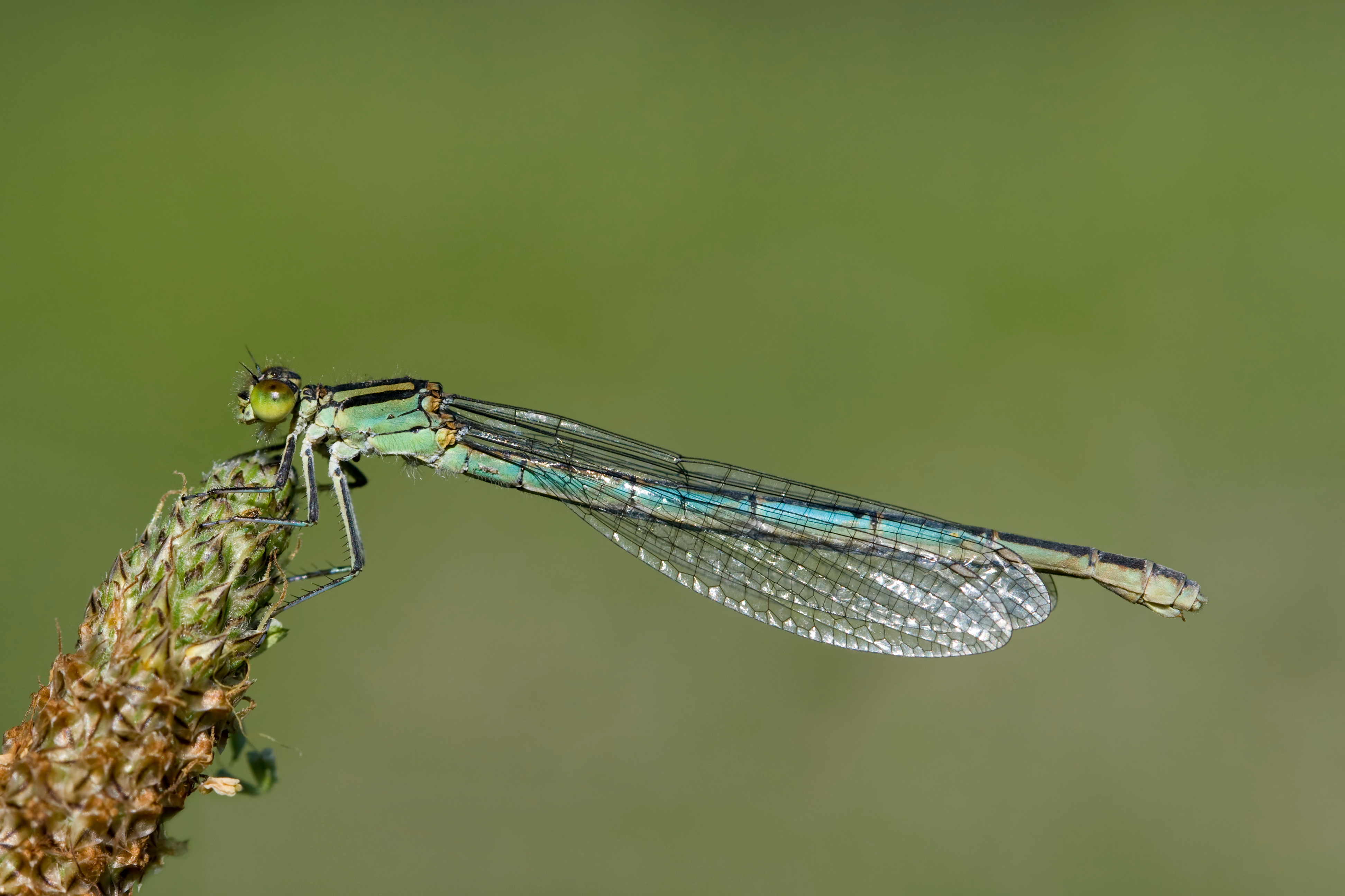 Erythromma lindenii 2(loz)