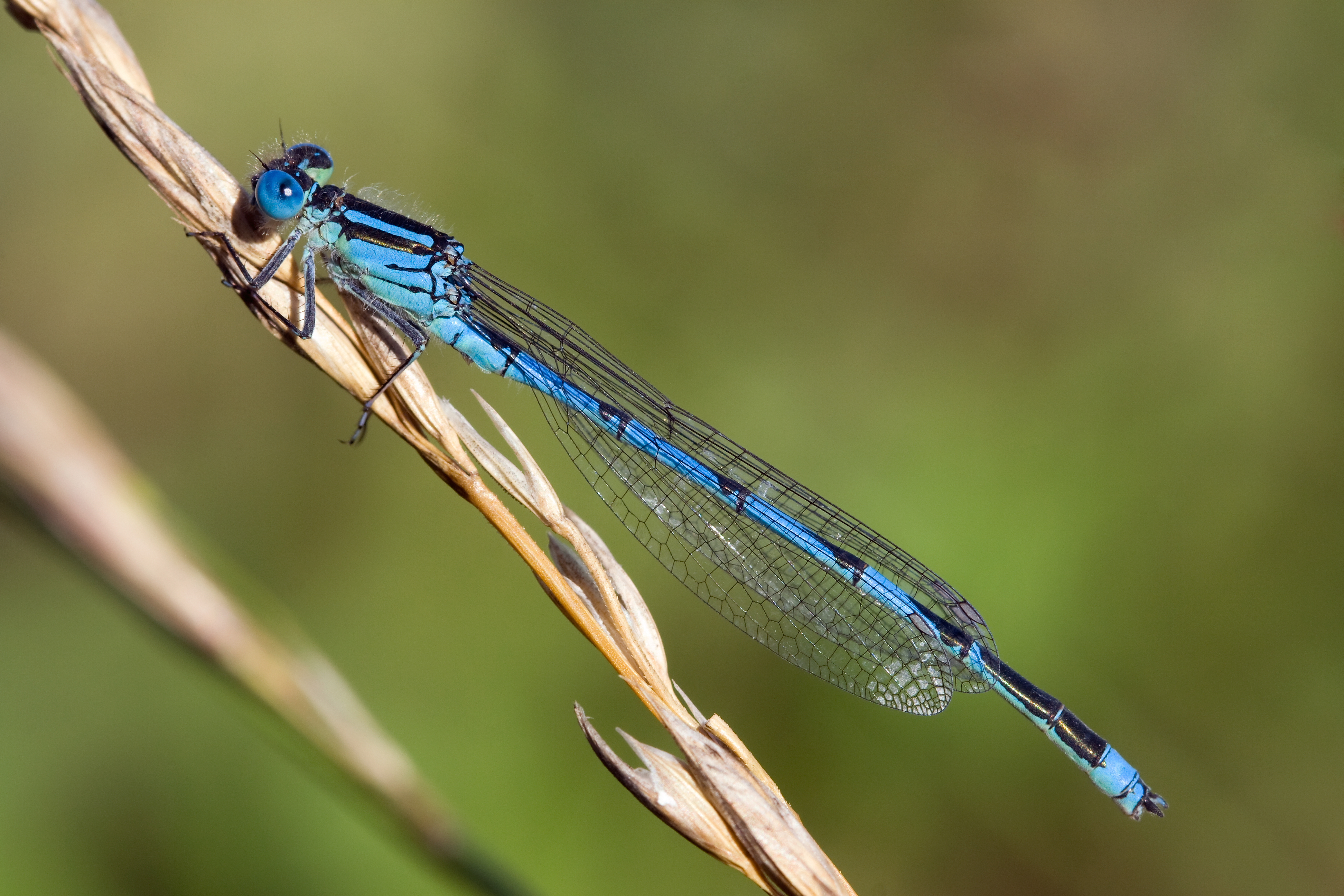 Erythromma lindenii 5(loz)