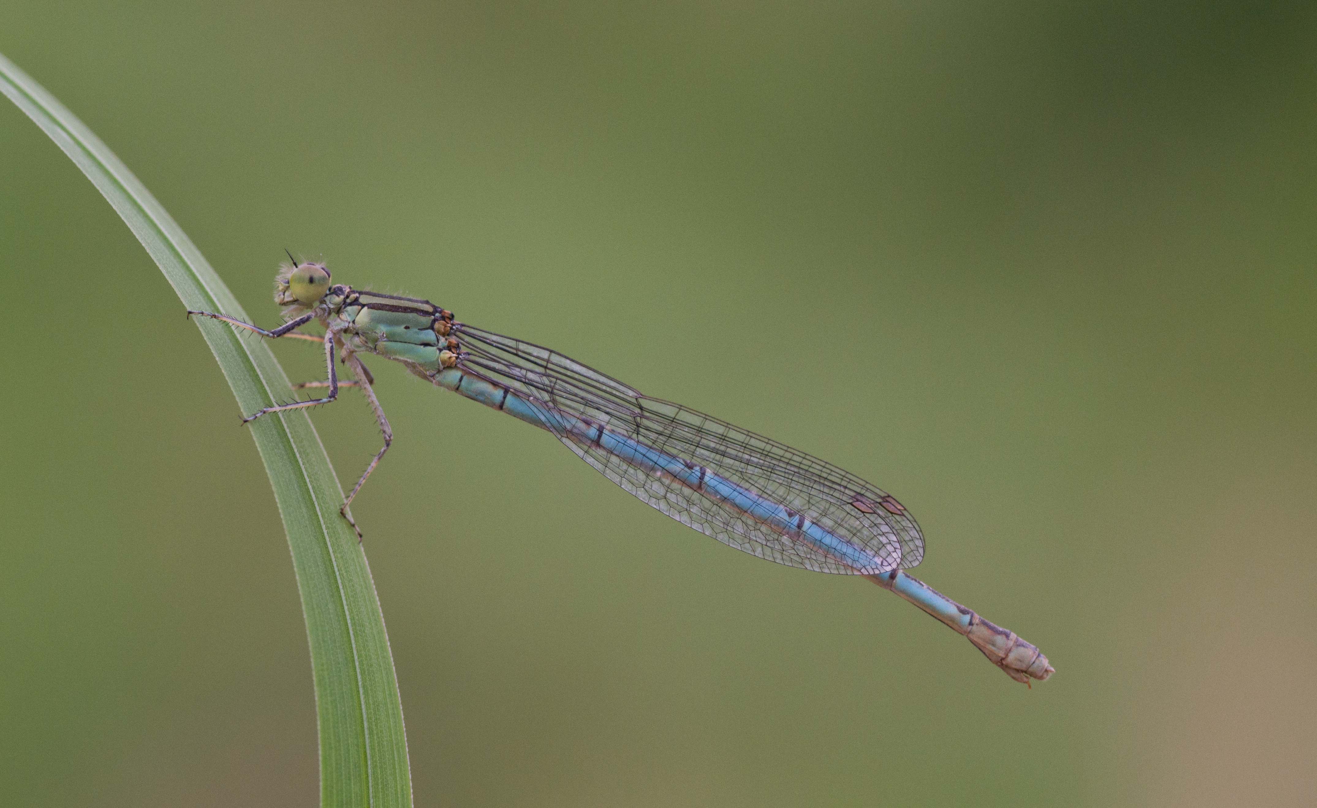 Erythromma lindenii 6