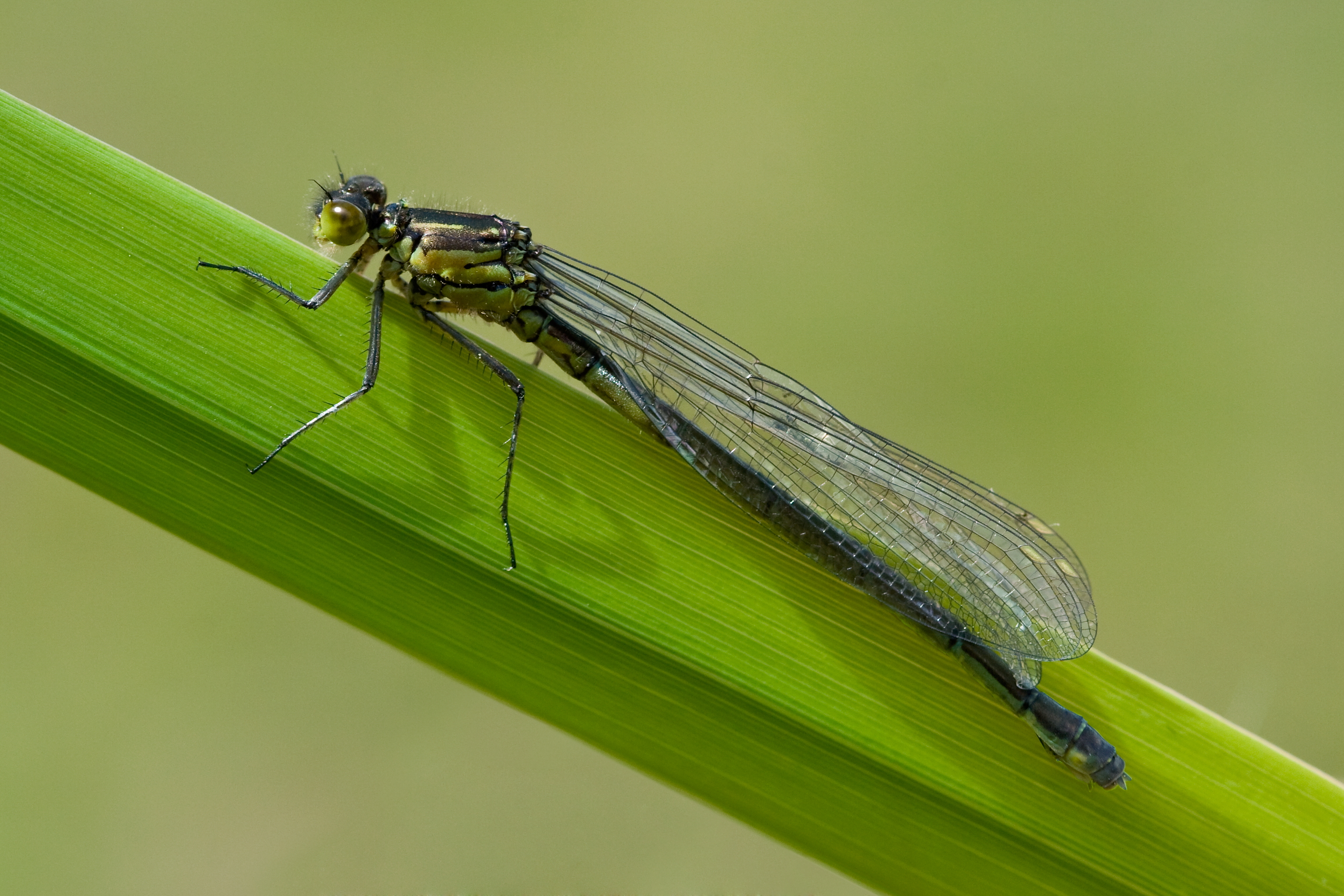 Erythromma najas 1(loz)