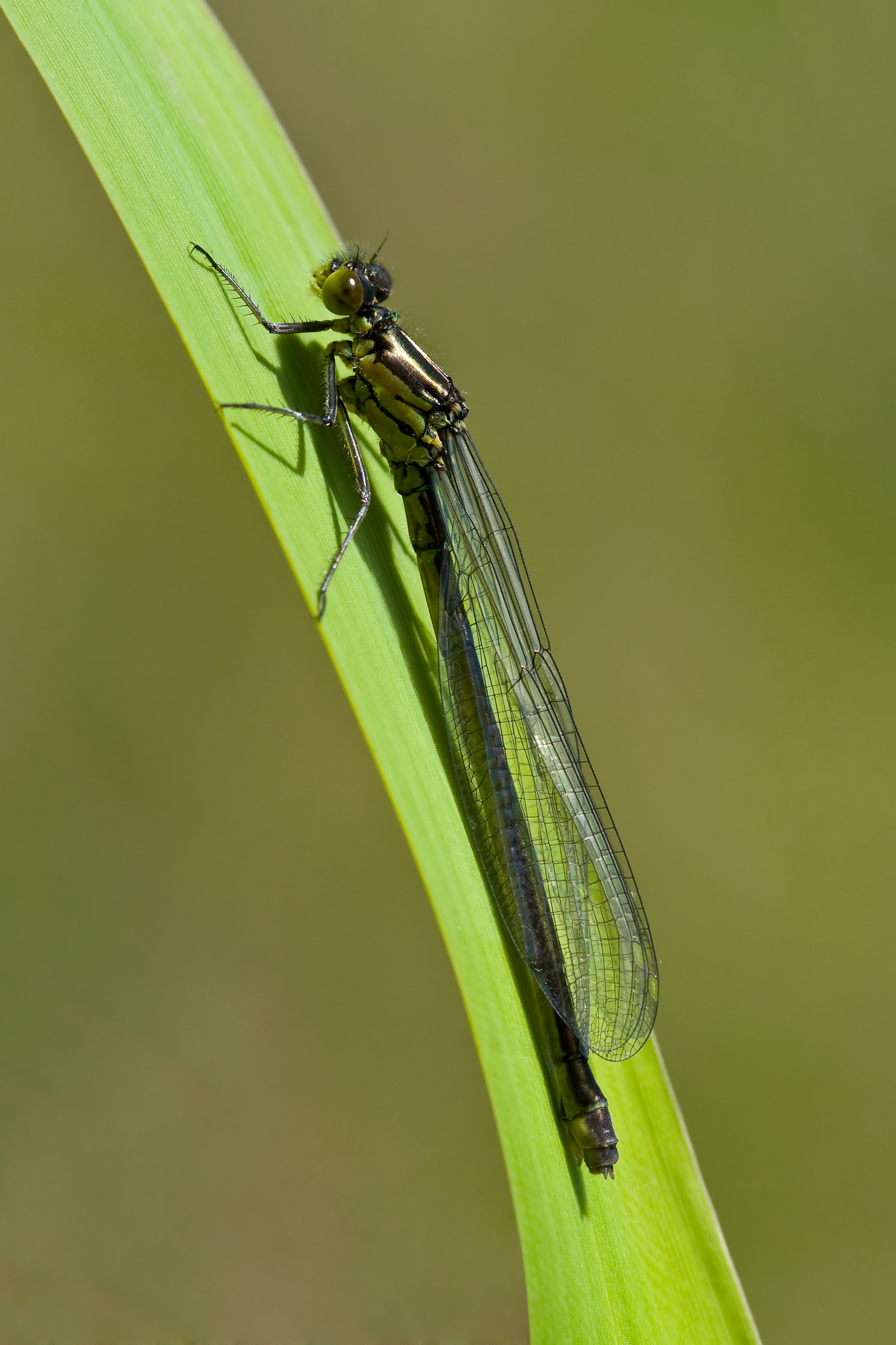 Erythromma najas 2(loz)