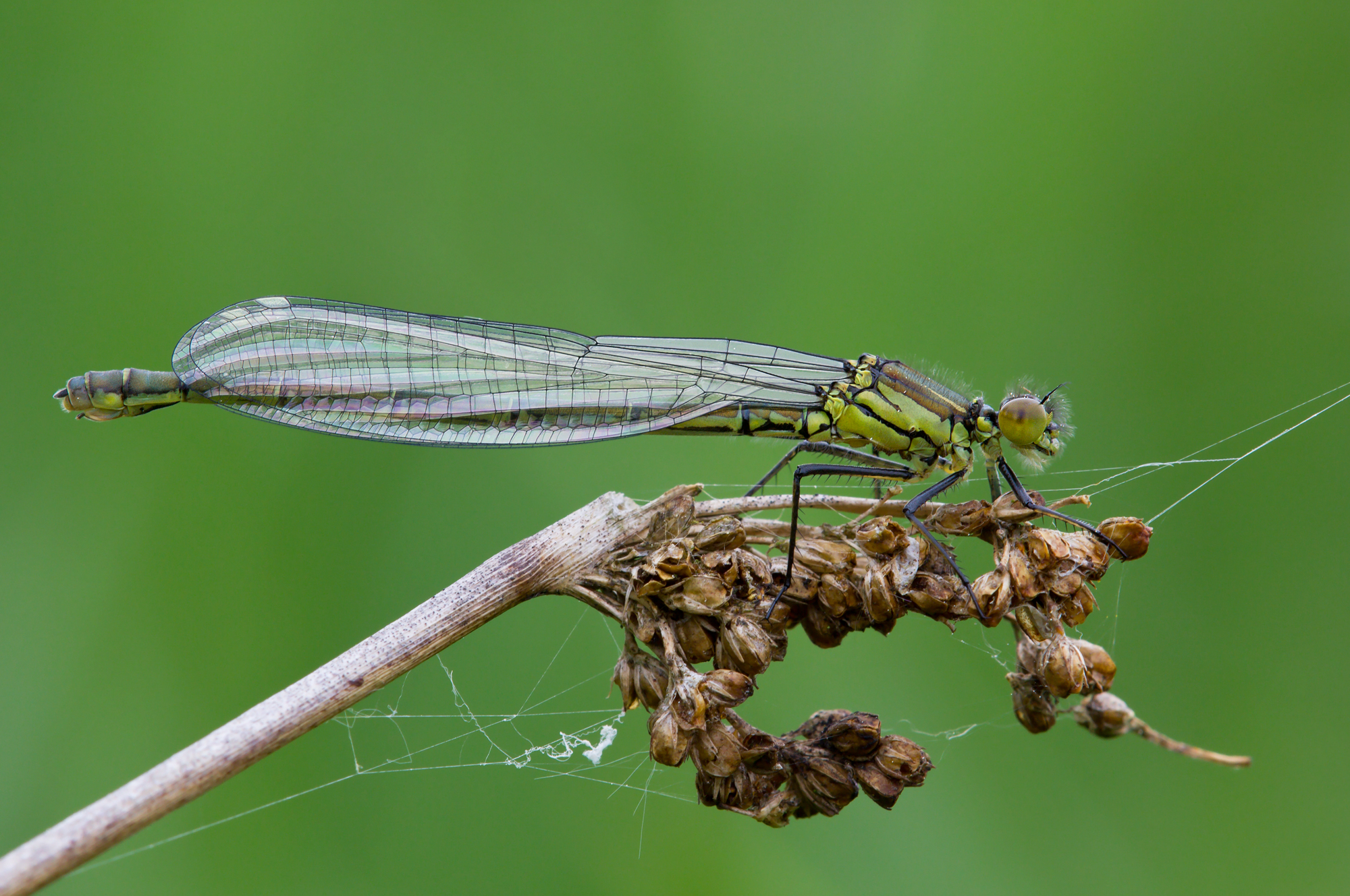 ErythrommaNajasYoungFemale