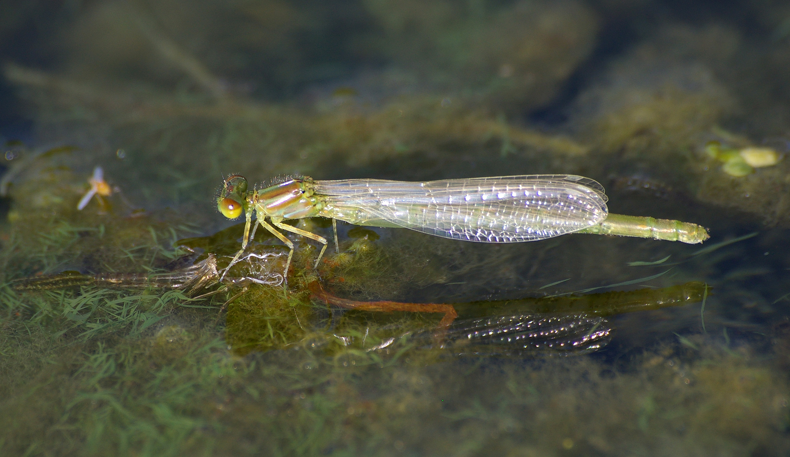 ErythrommaViridulumMould