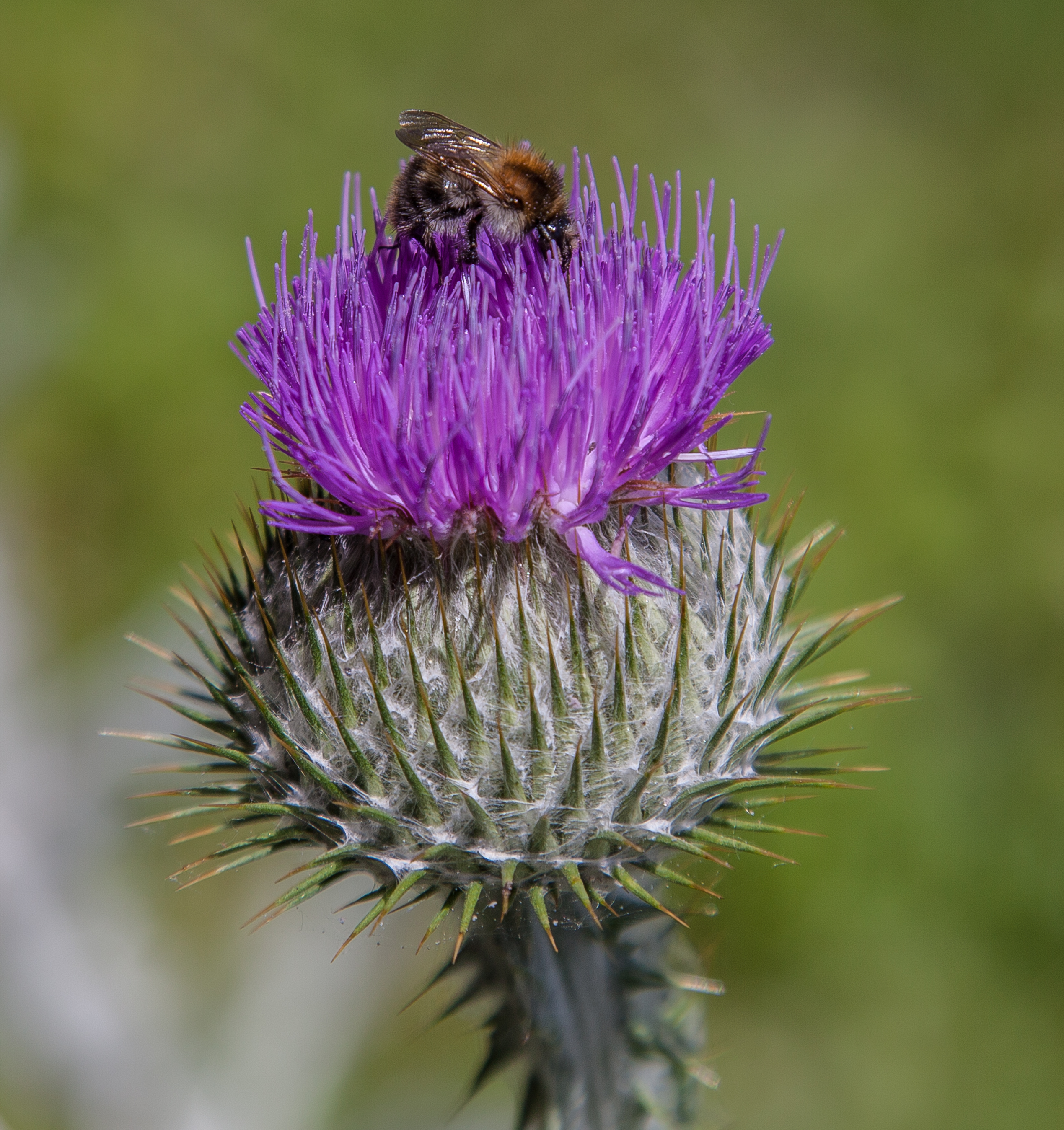 Eselsdistel IMG 7947