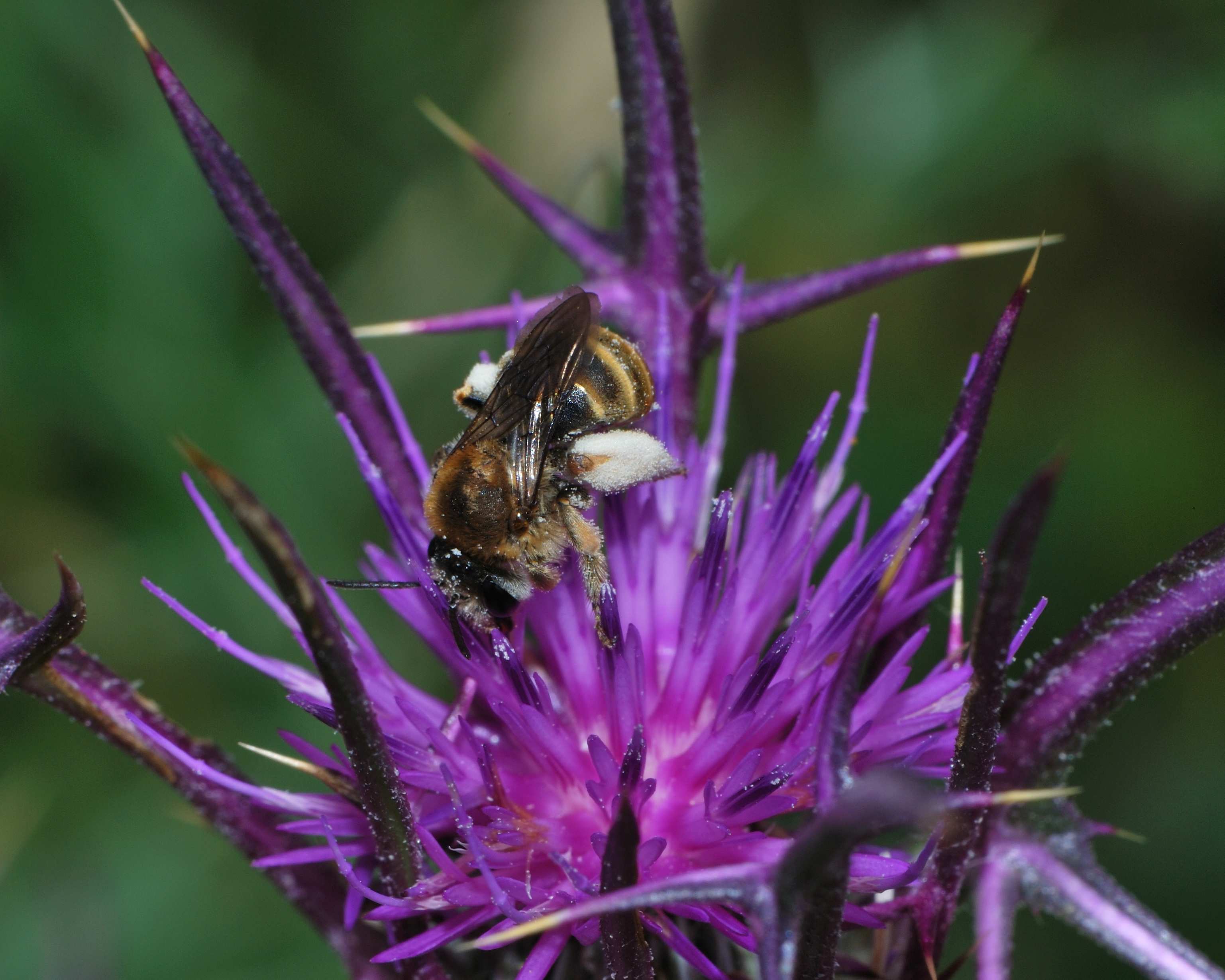 Eucera cinnamomea female 1