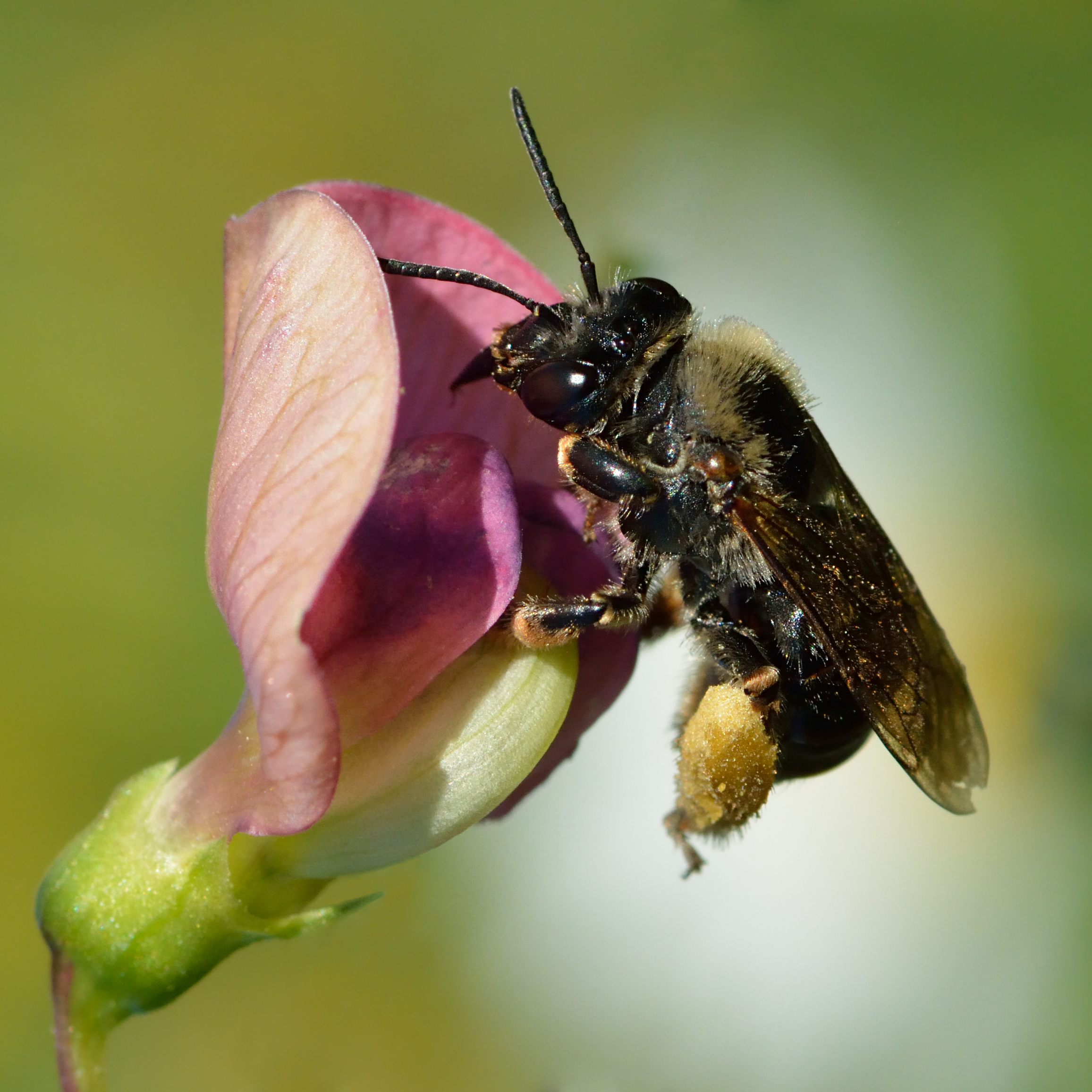Eucera longicornis - Lathyrus sylvestris - Keila
