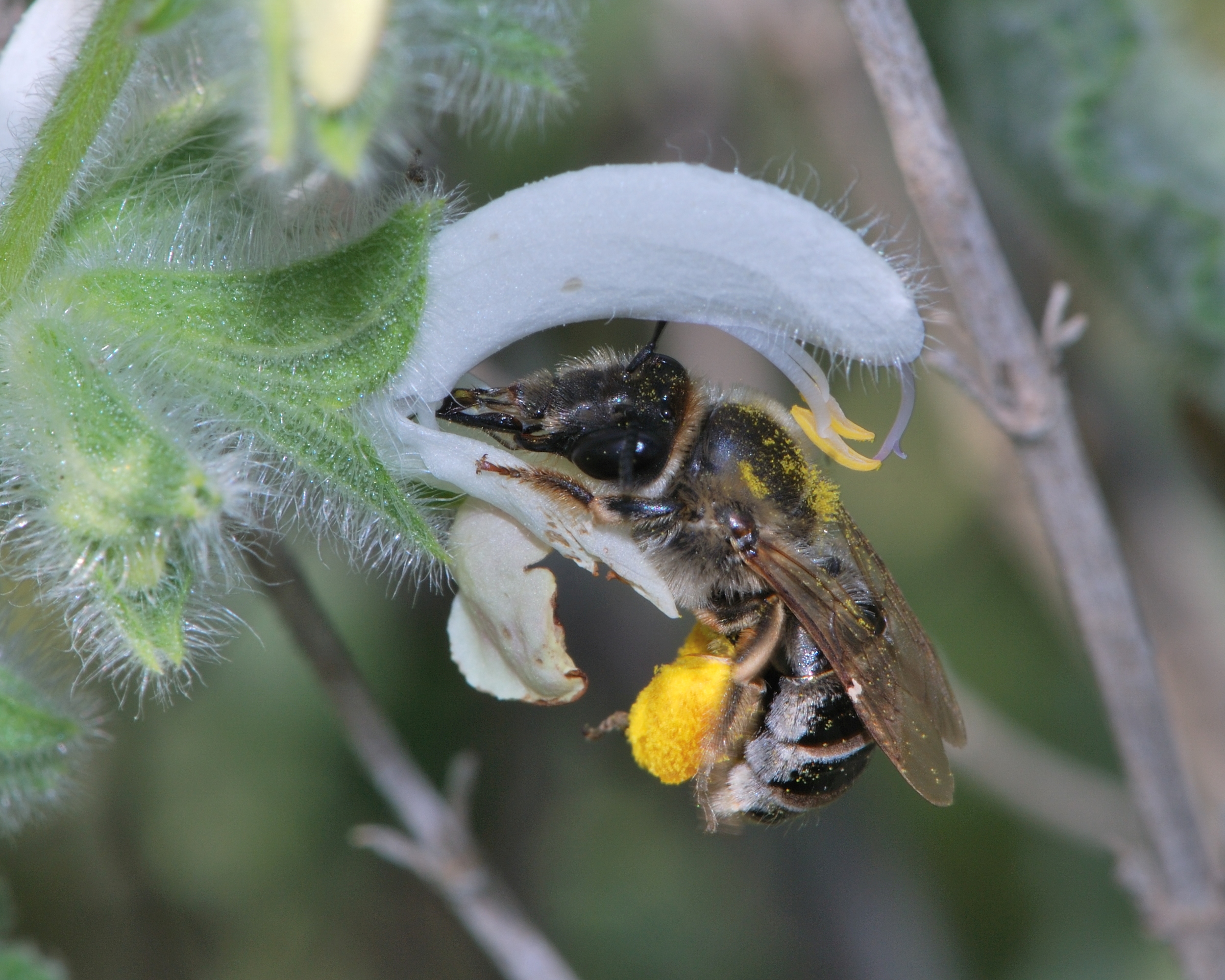 Eucera on Salvia 1
