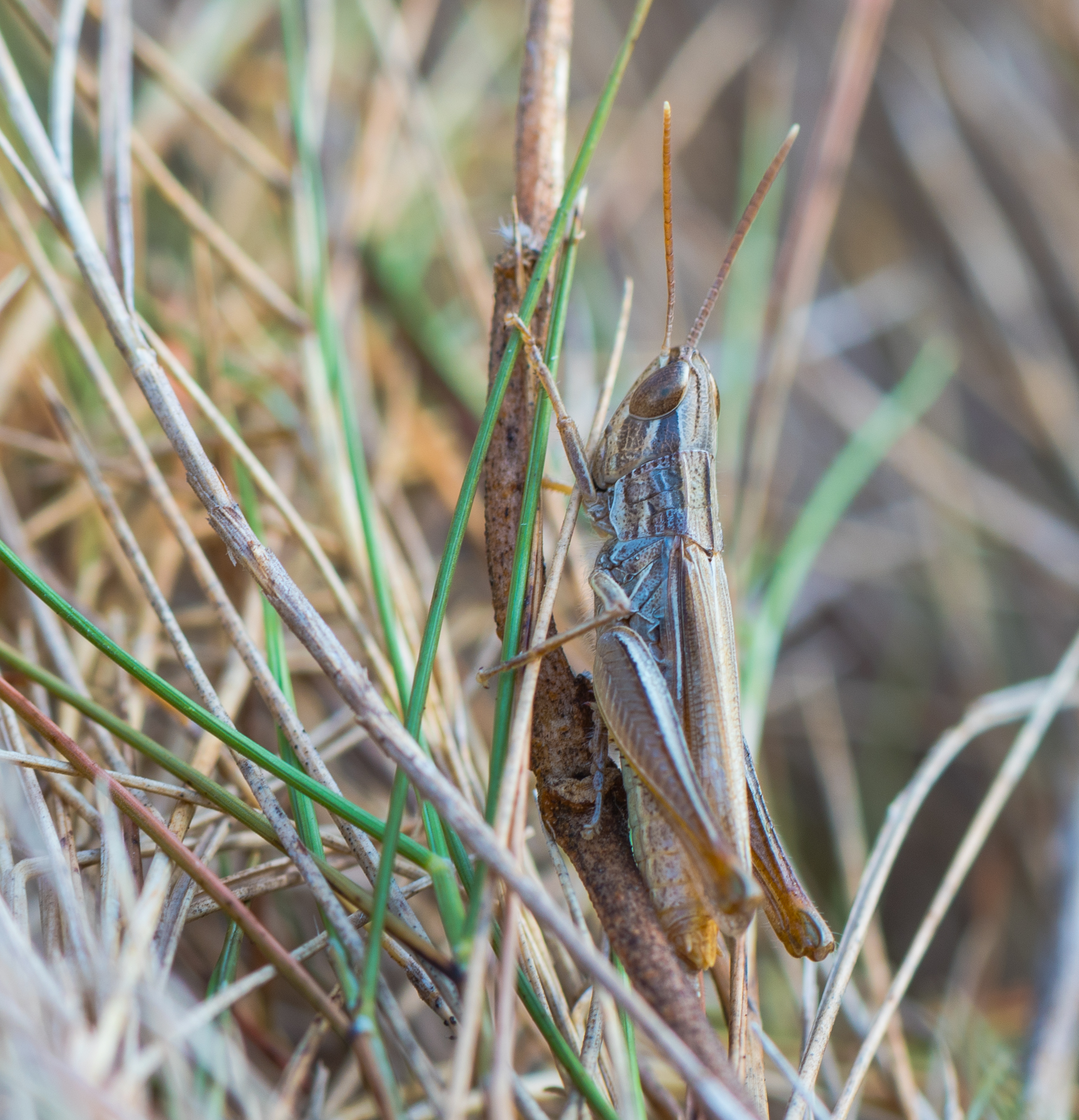 Euchorthippus chopardi, Sète 03