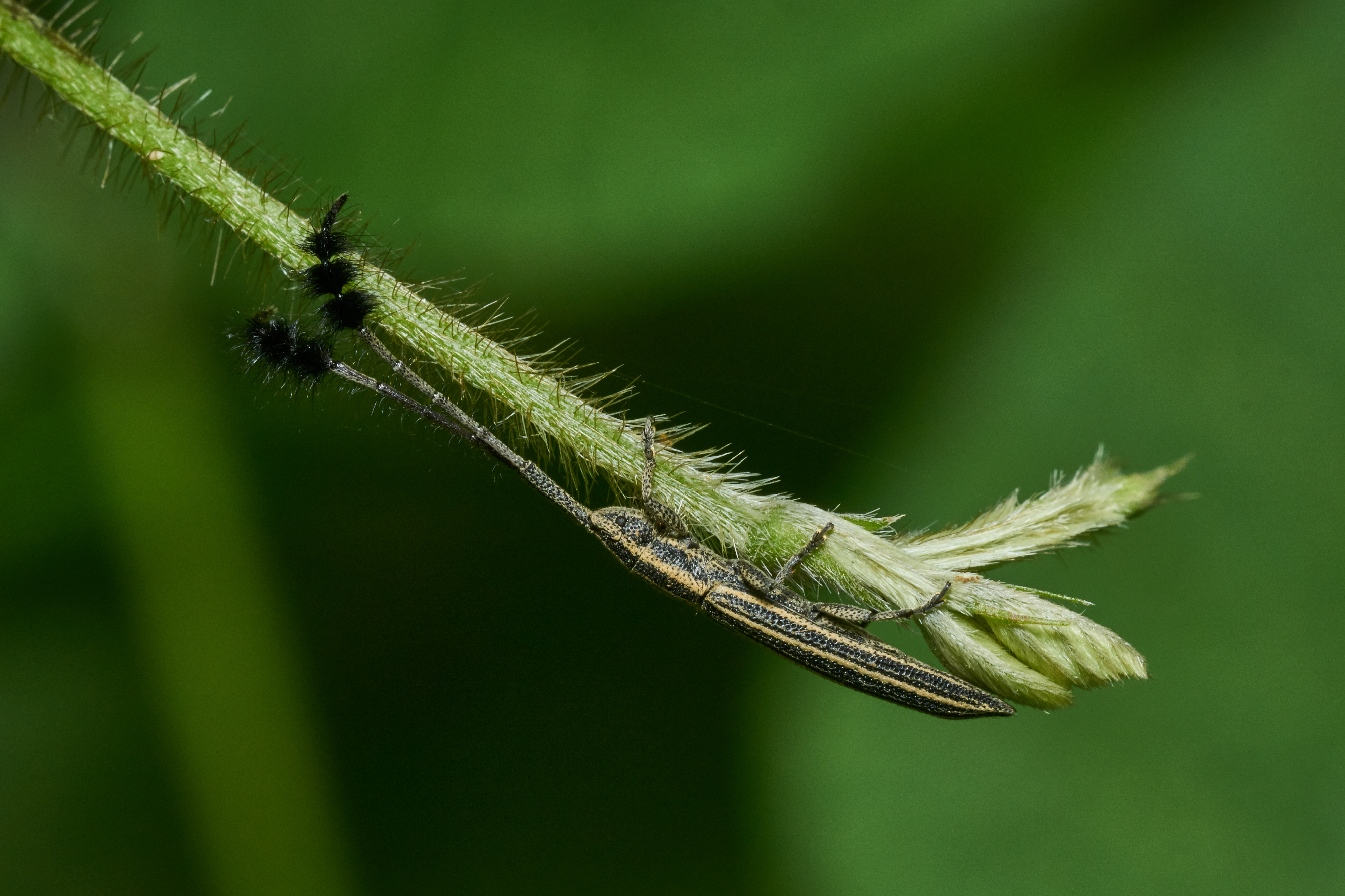 Eucomatocera vittata-Kadavoor-2017-05-23-001