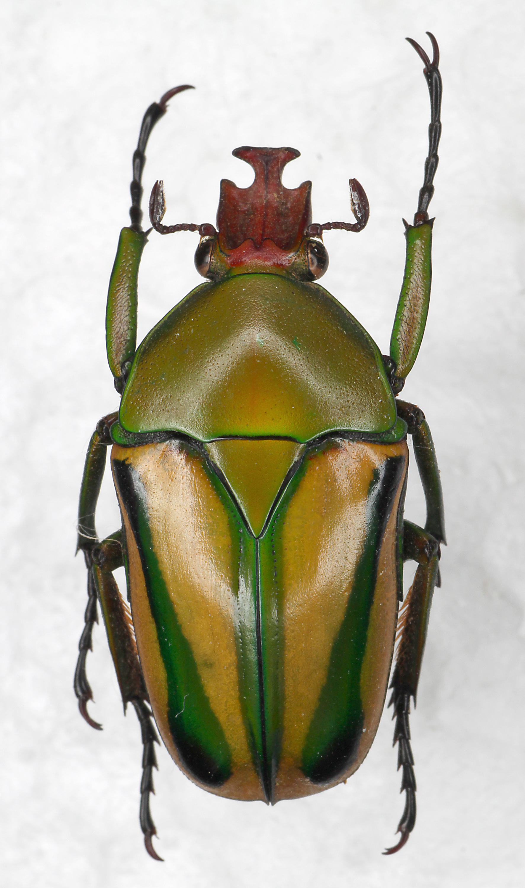 Eudicella-gralli