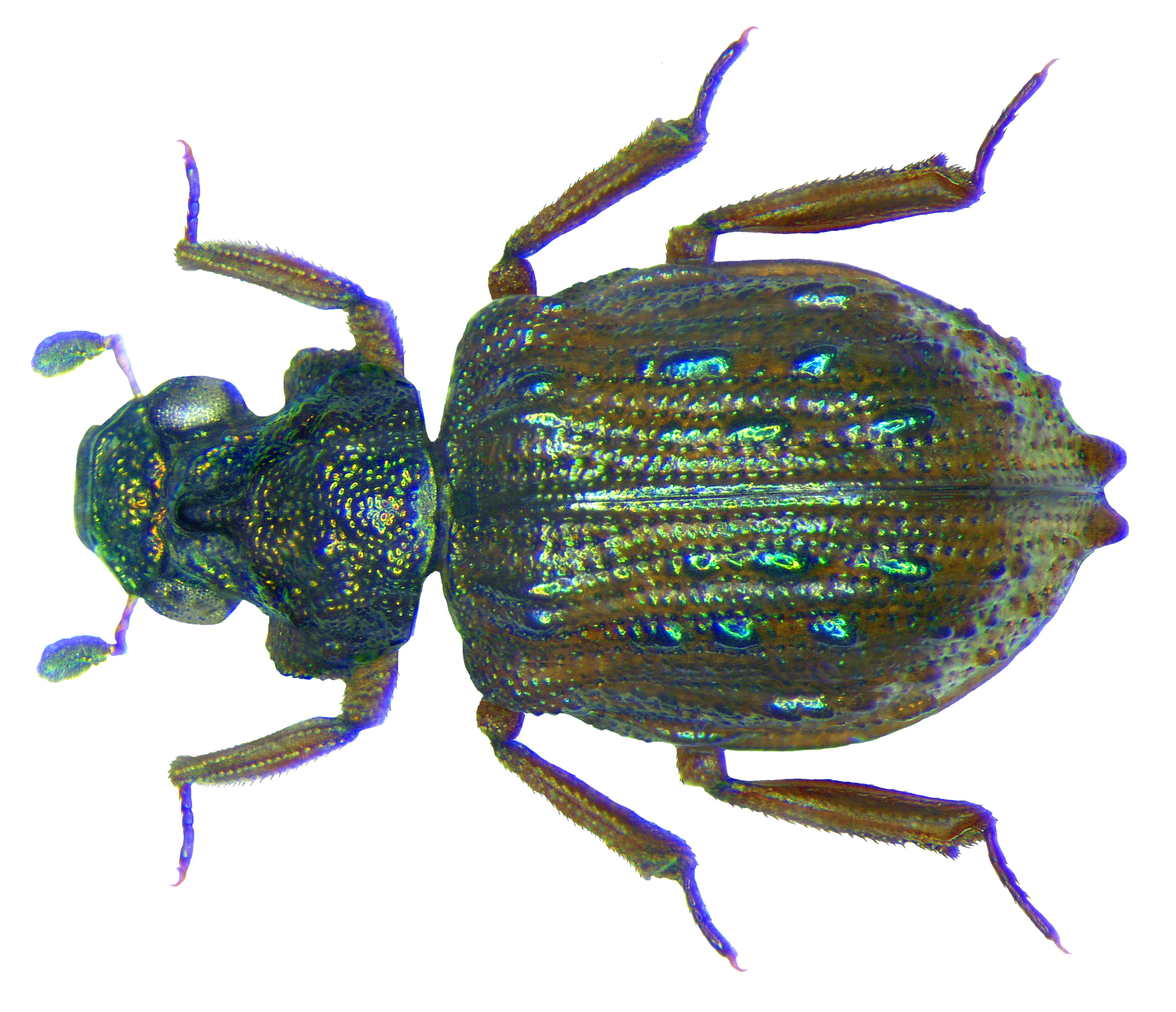 Eumetopus flavidulus Sharp, 1889 (3077728368)