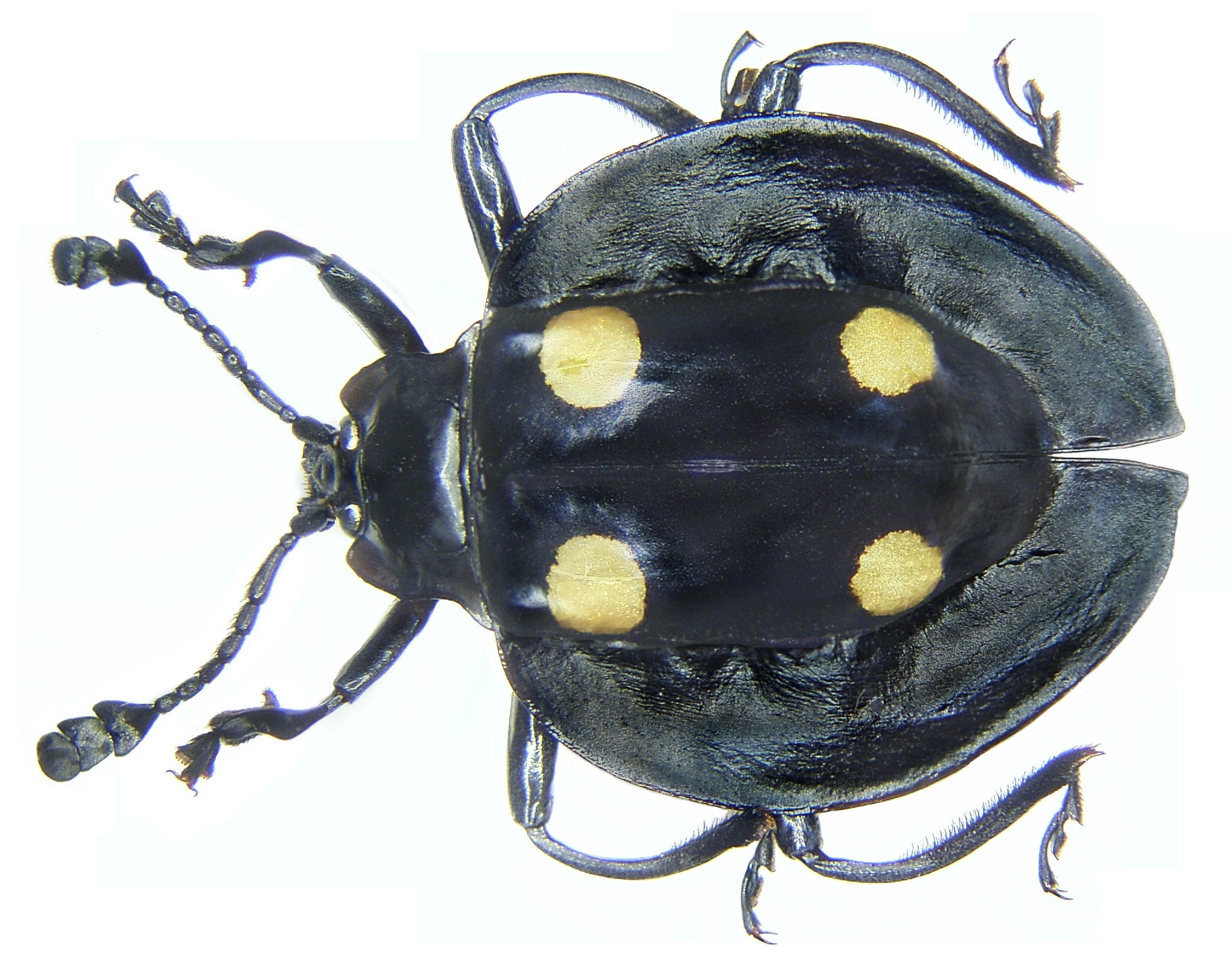 Eumorphus cf. marginatus Fabricius, 1801 (3408979487)
