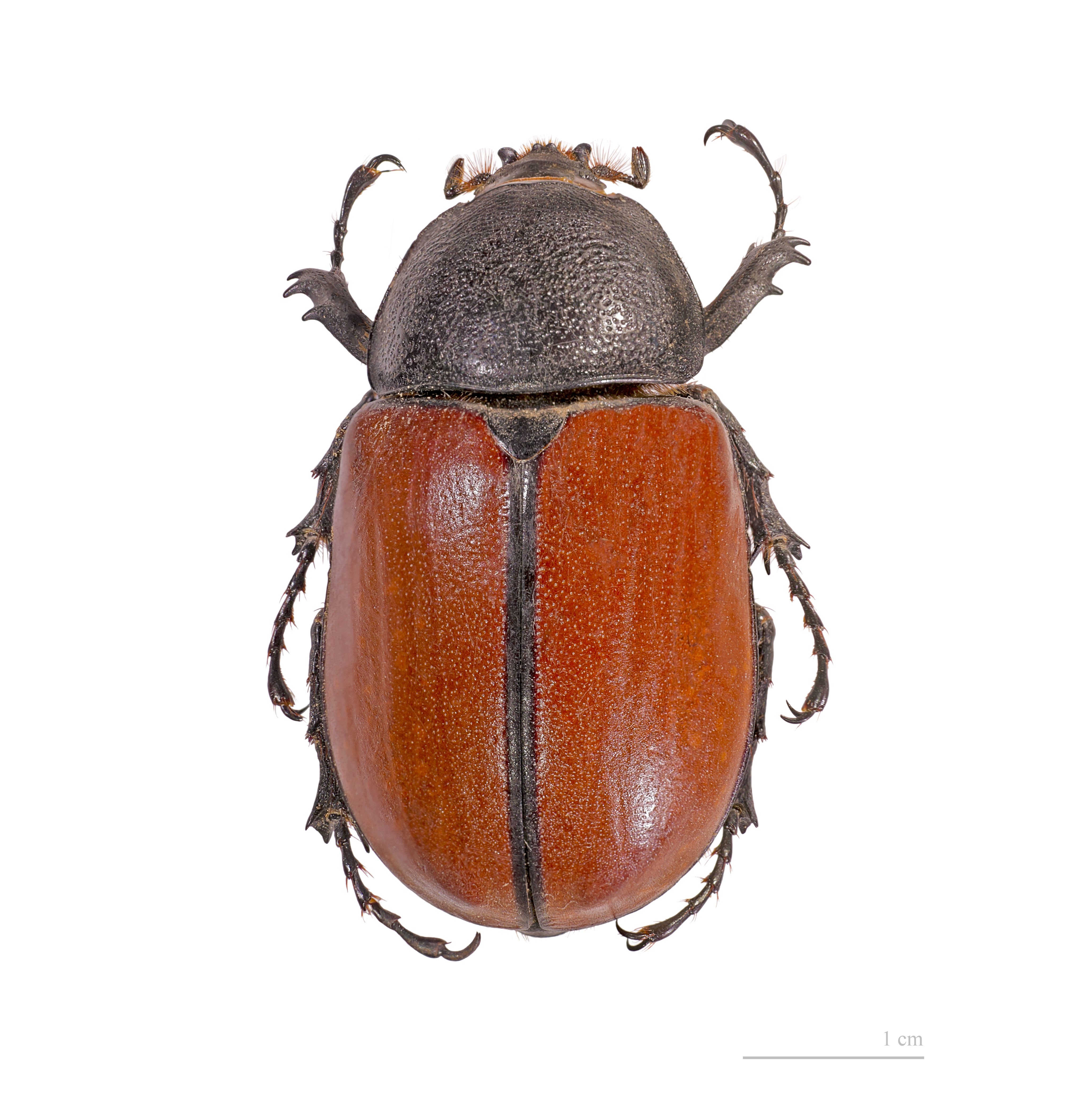 Eupatorus gracilicornis femelle dos