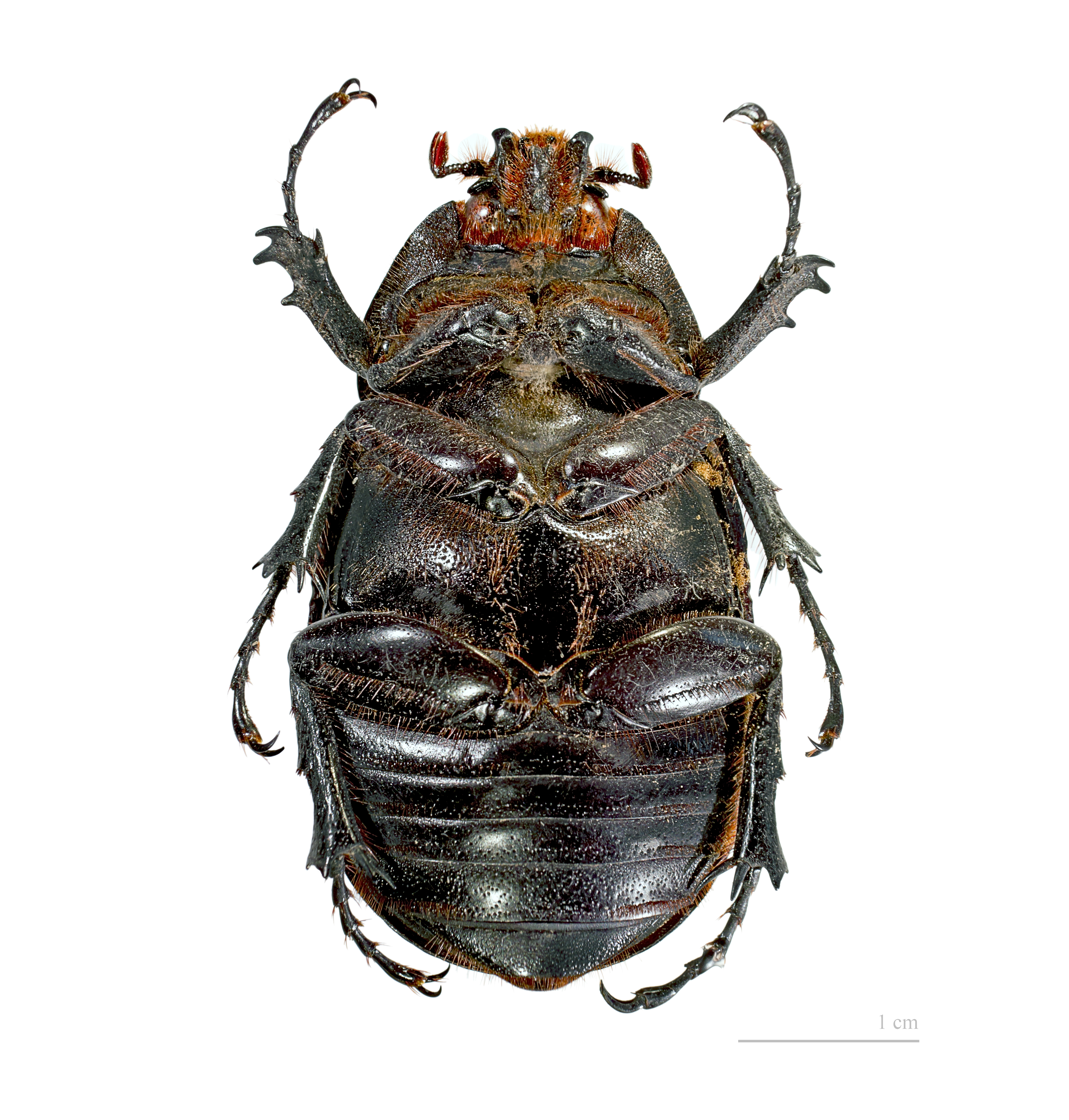 Eupatorus gracilicornis femelle ventre