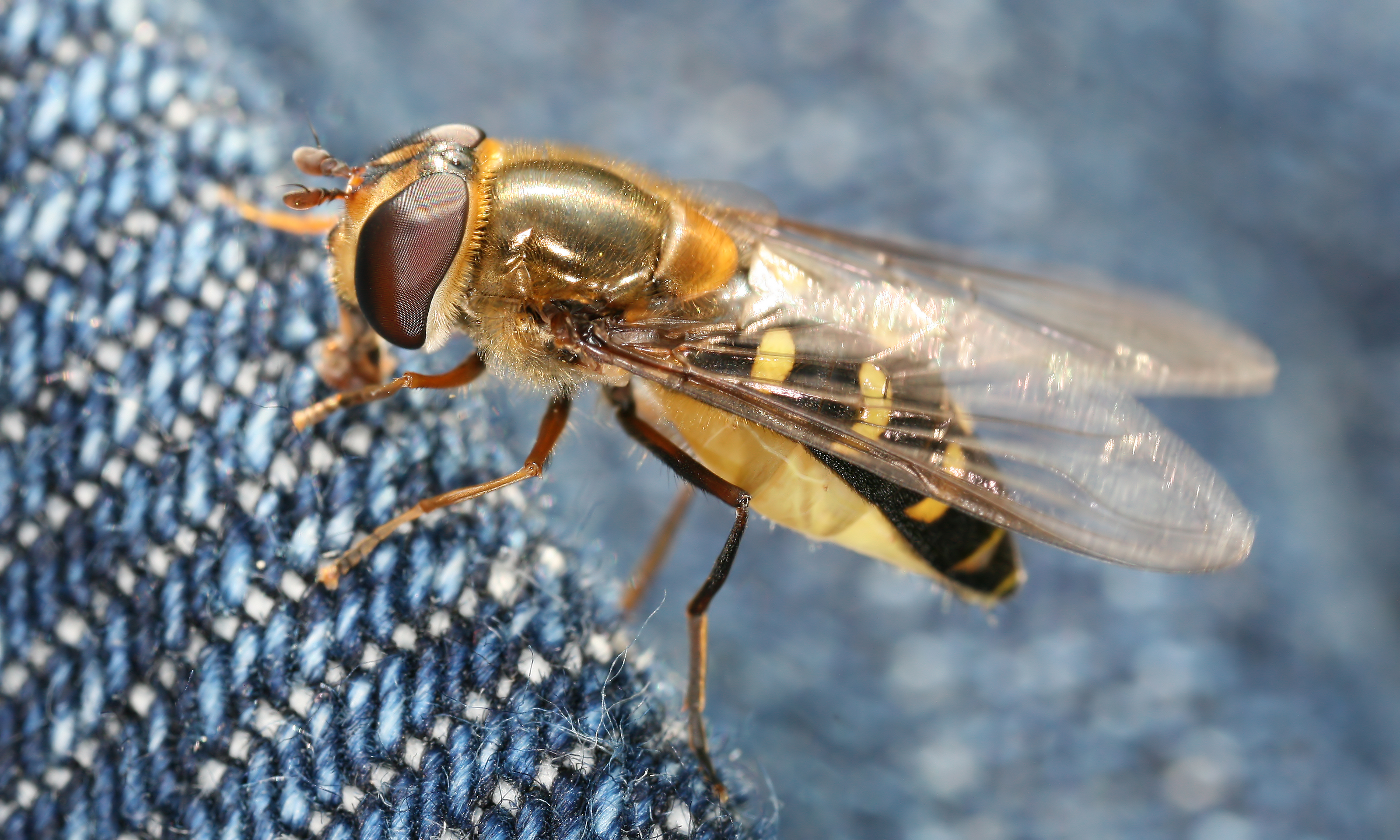 Eupeodes lapponicus on jeans