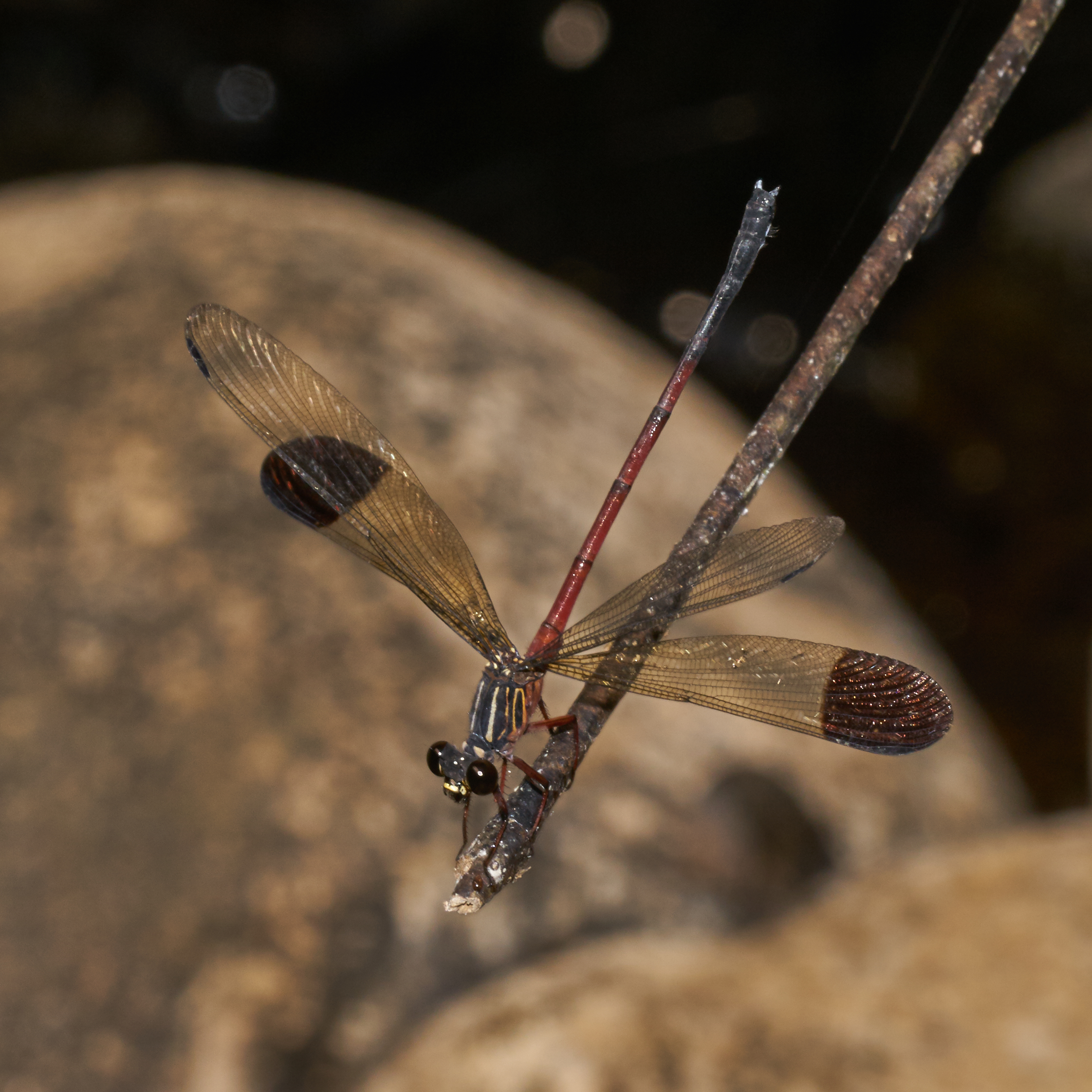 Euphaea fraseri-Aralam-2016-10-29-001
