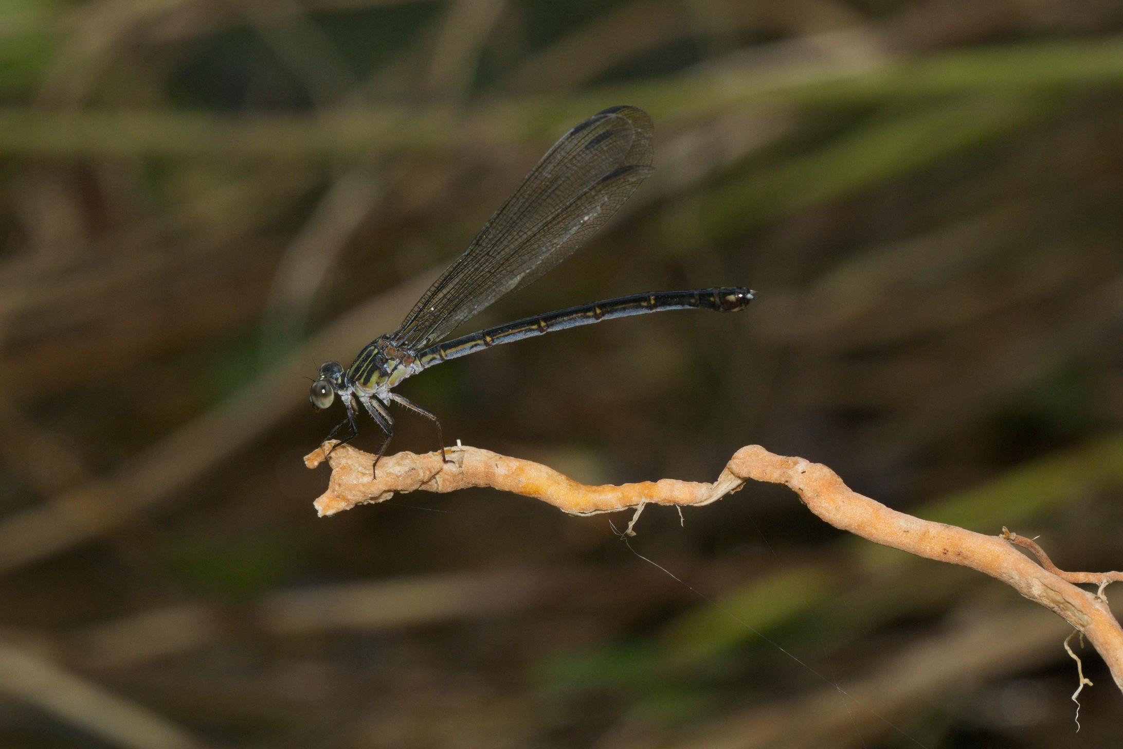 Euphaea fraseri-Kadavoor-2016-06-25-002
