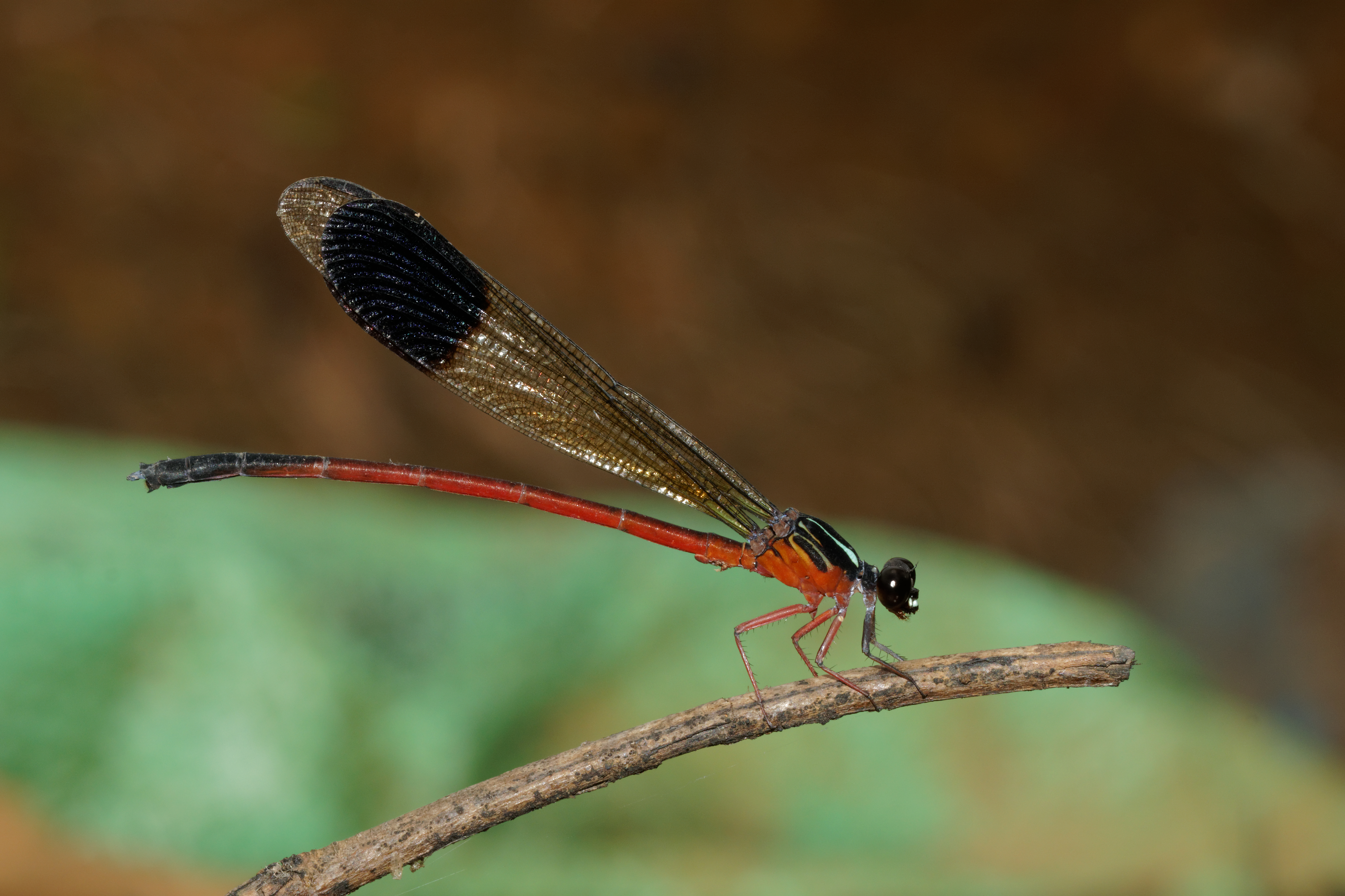 Euphaea fraseri-Silent Valley-2016-08-14-001