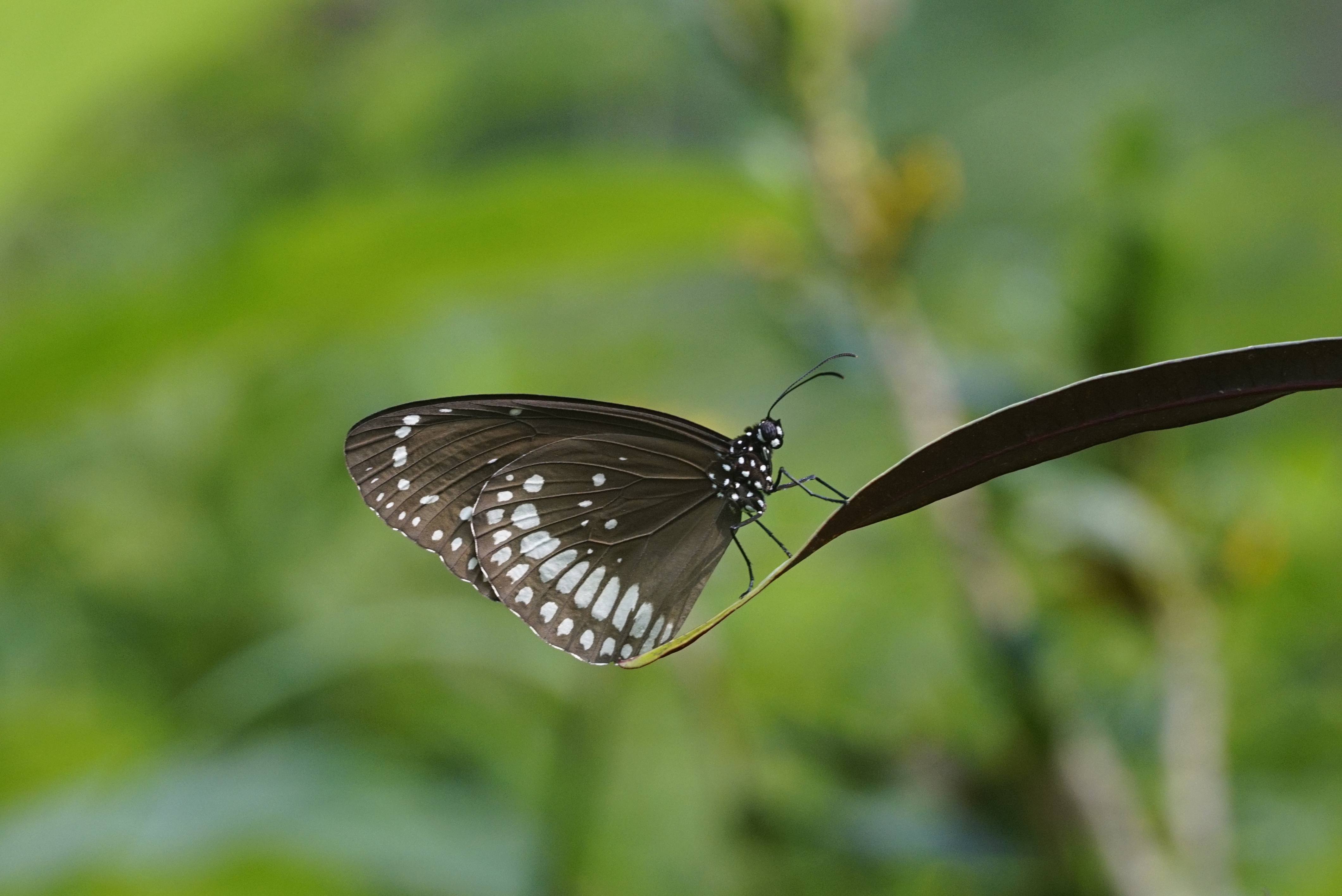 Euploea core 5434