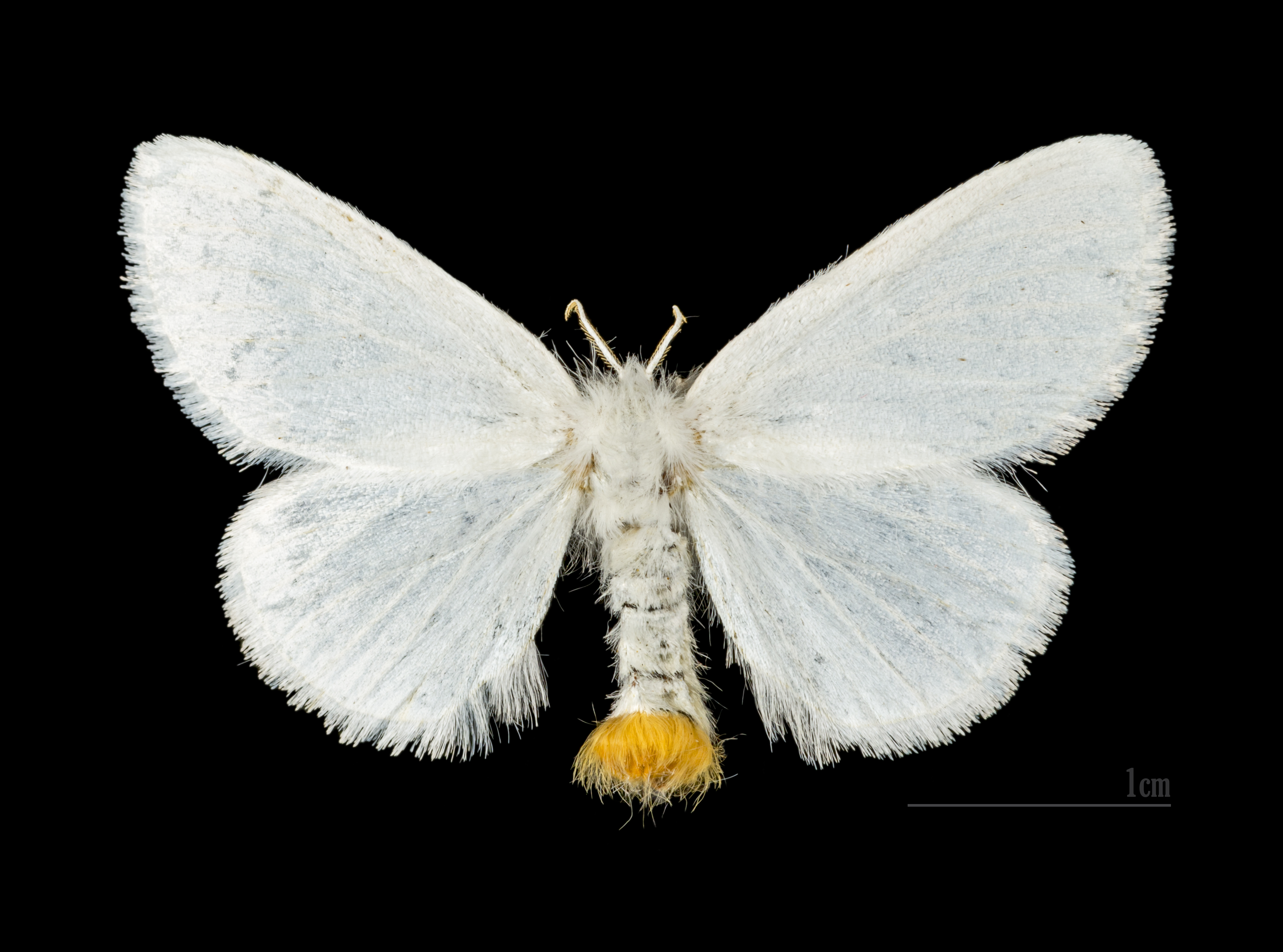 Euproctis similis MHNT.CUT.2012.0.357. Les Mathes female