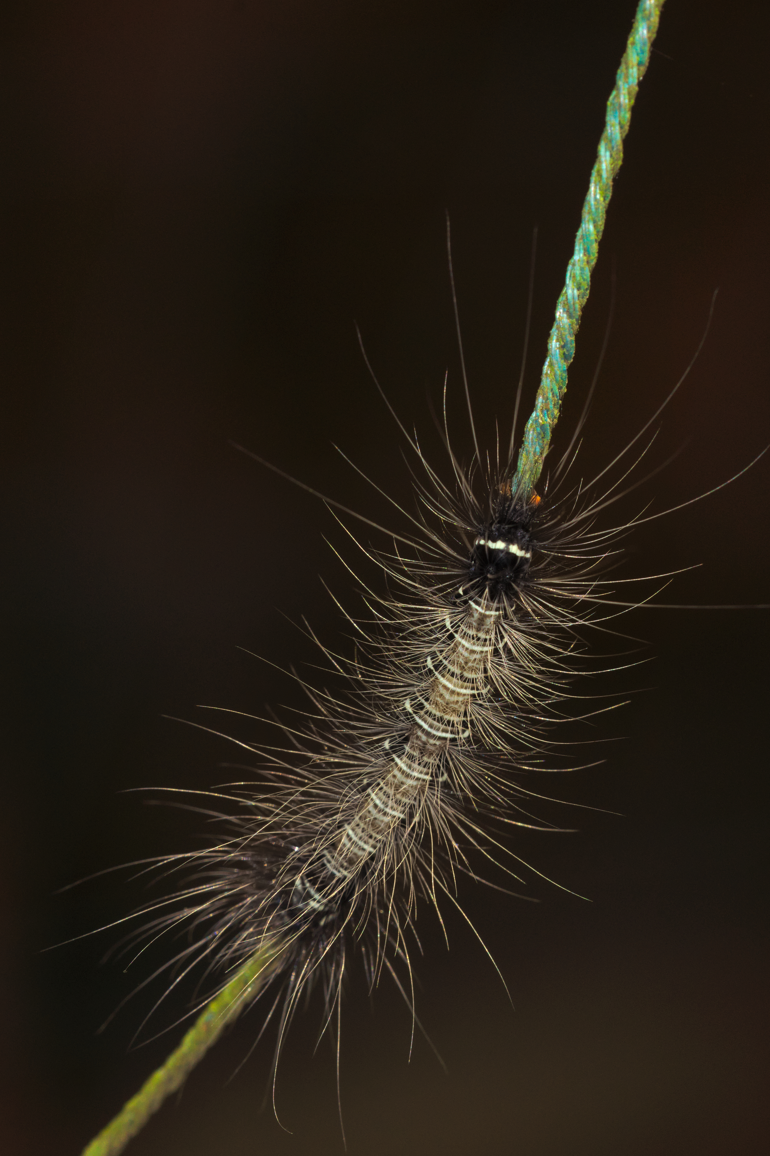 Eupterotidae at Kadavoor