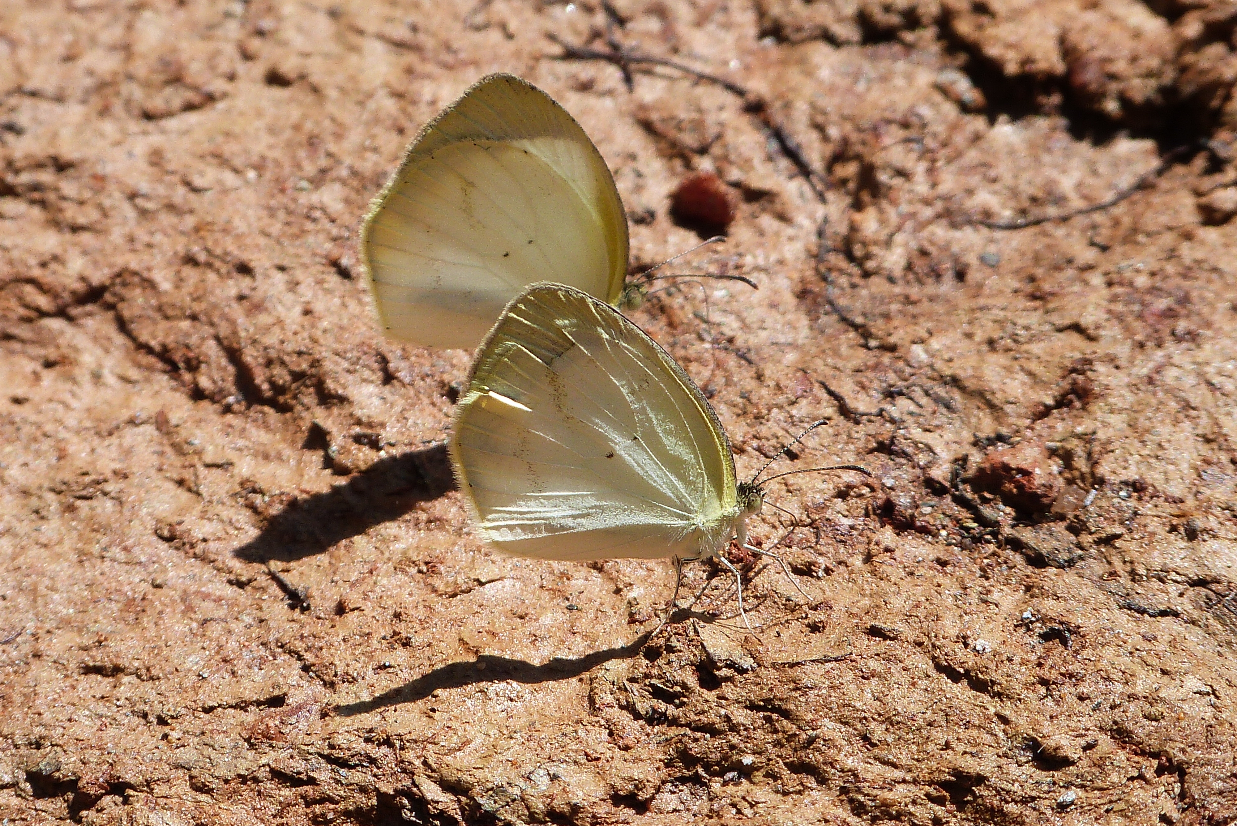 Eurema sp1