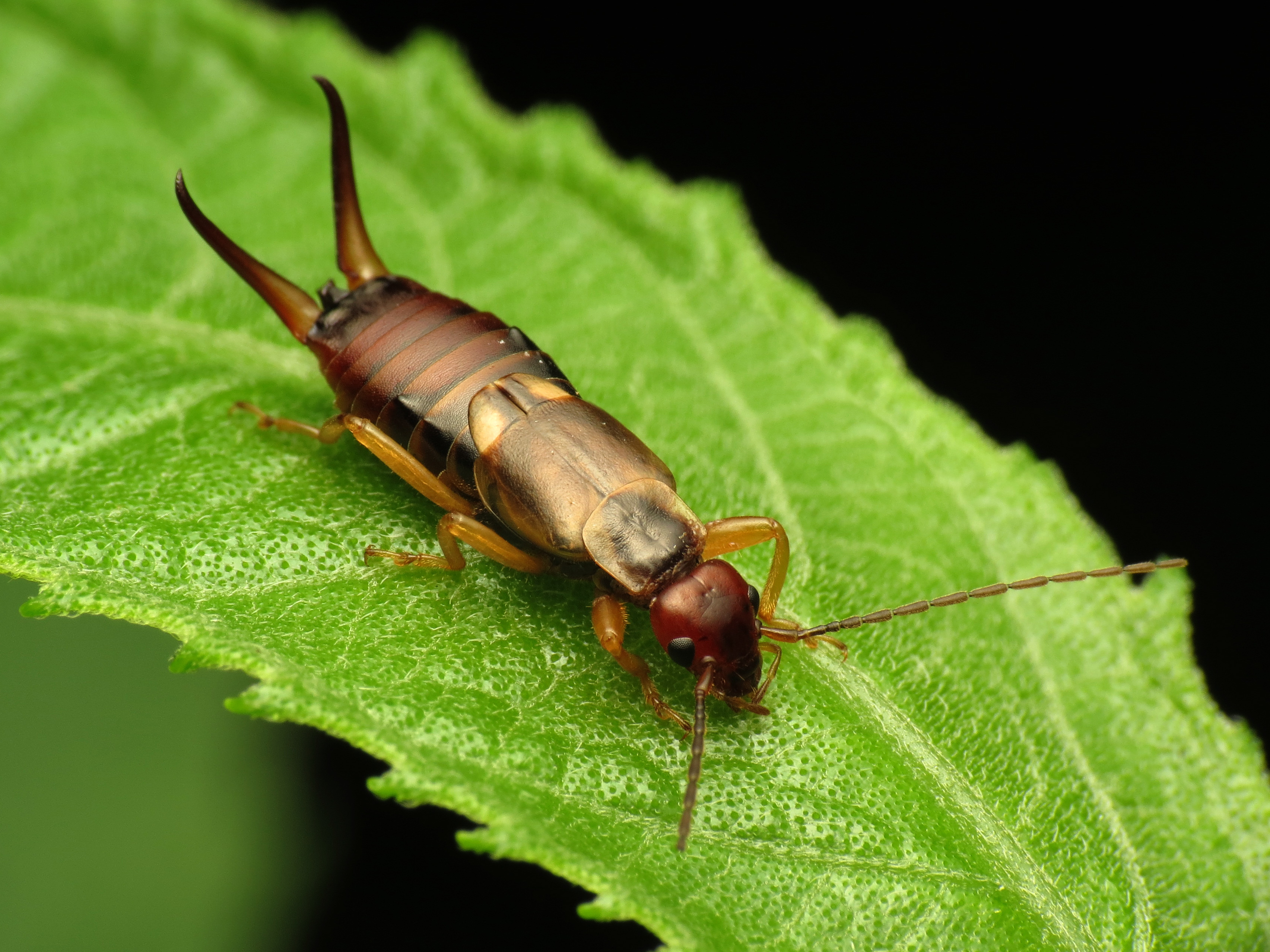 European Earwig - Flickr - treegrow