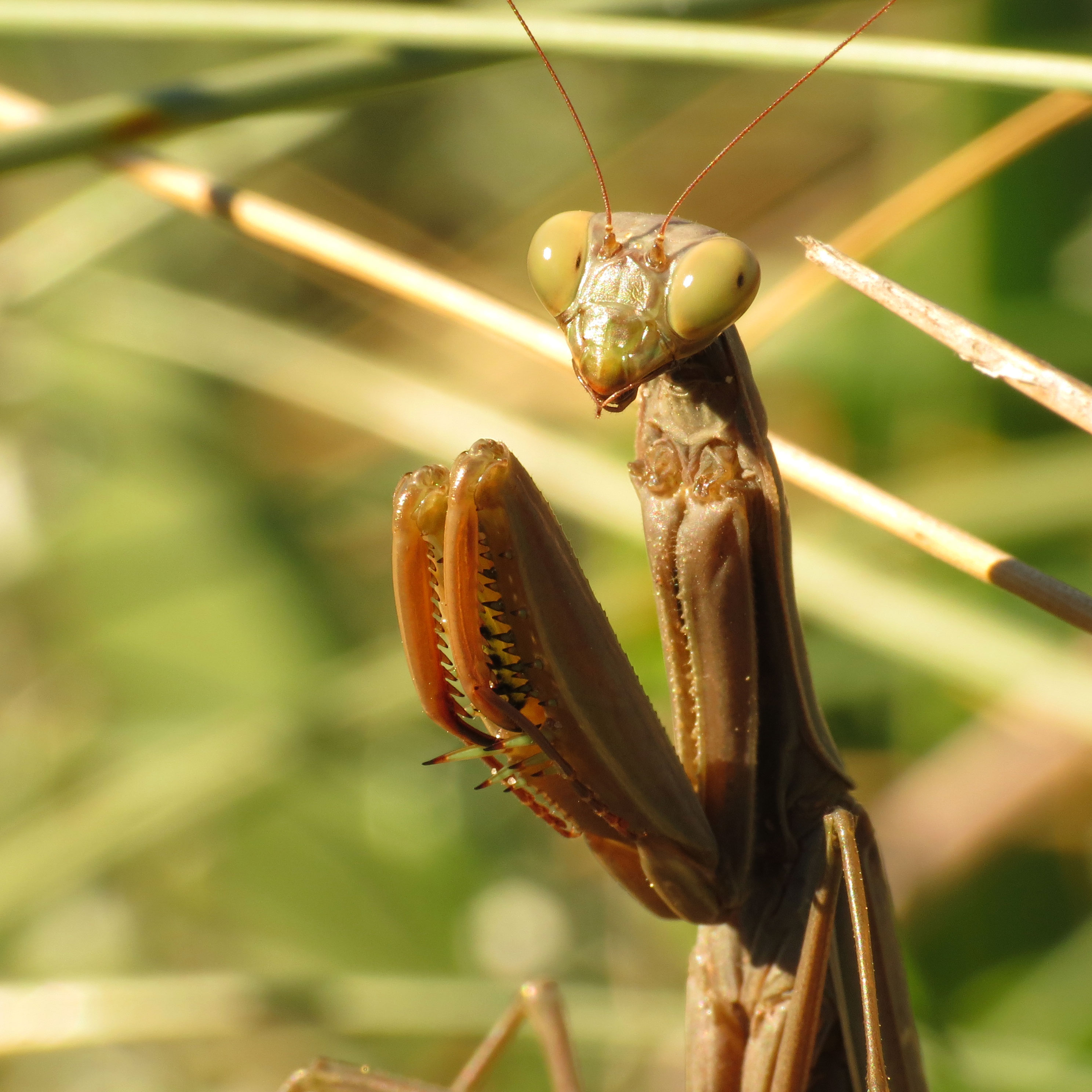 European Mantis (15918948727)