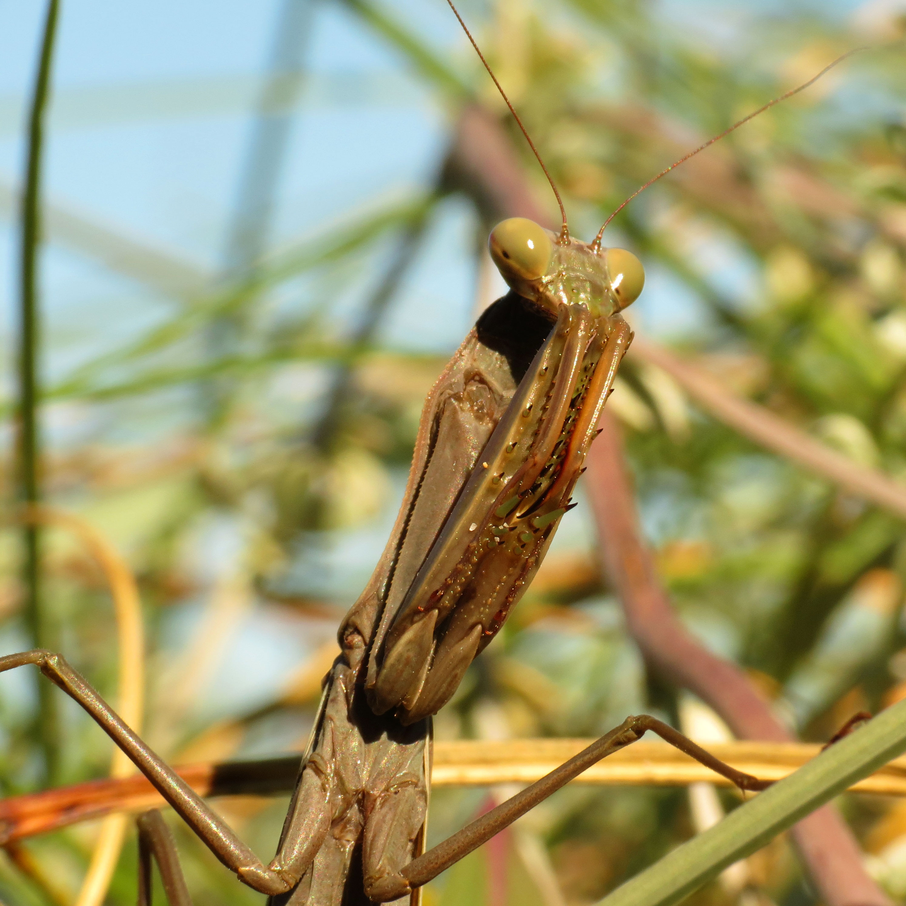 European Mantis (16103985272)